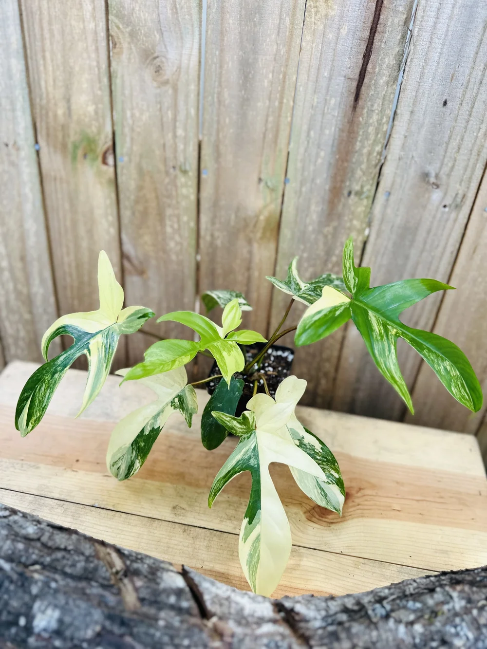 philodendron radiatum Philodendron Radiatum Variegated main image 1