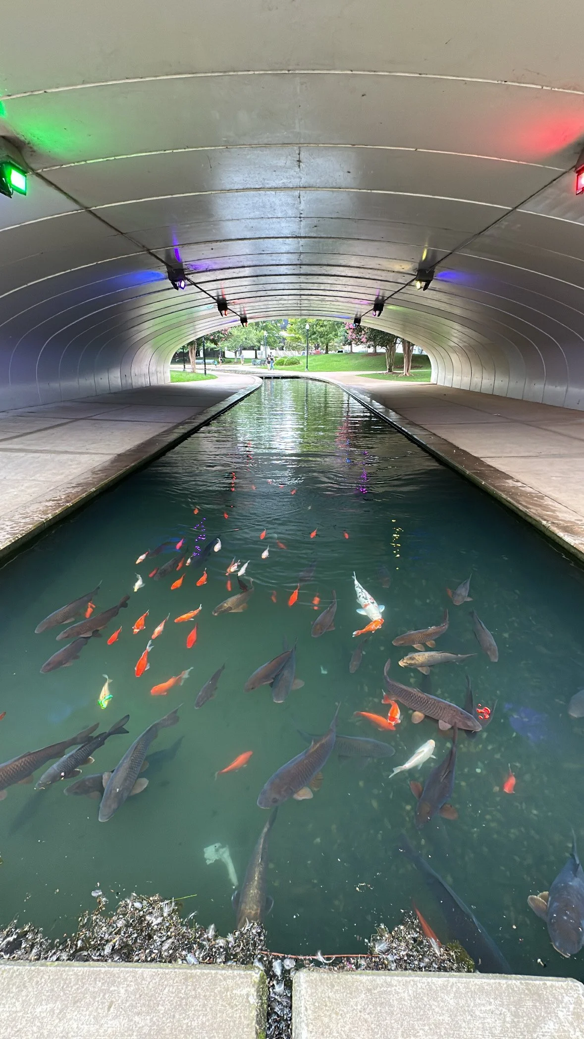 Big Spring Park Koi Fish