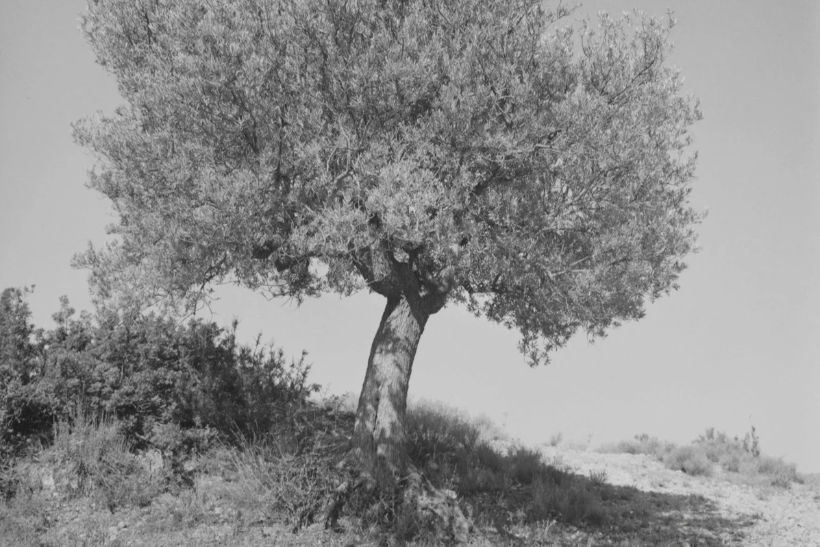 NC_webOLIVE TREE, Kranidi, Greece 2018.png