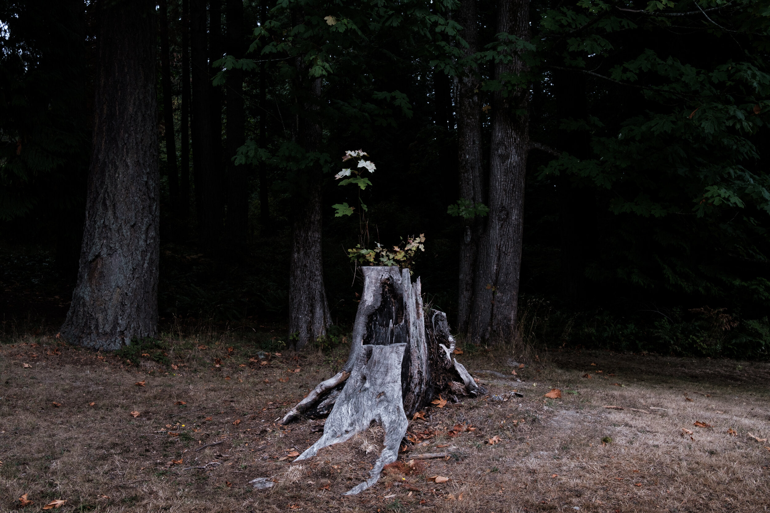 Tree Stump Microgarden, Bowen Island, BC