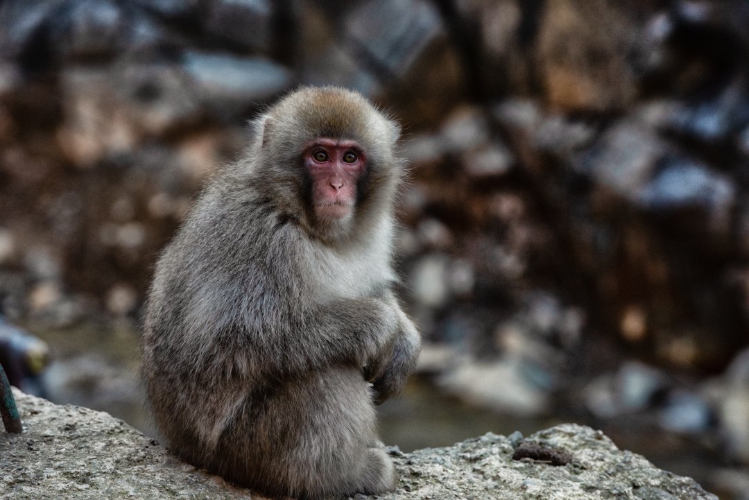 Juvenile Macaque, Jigokudani