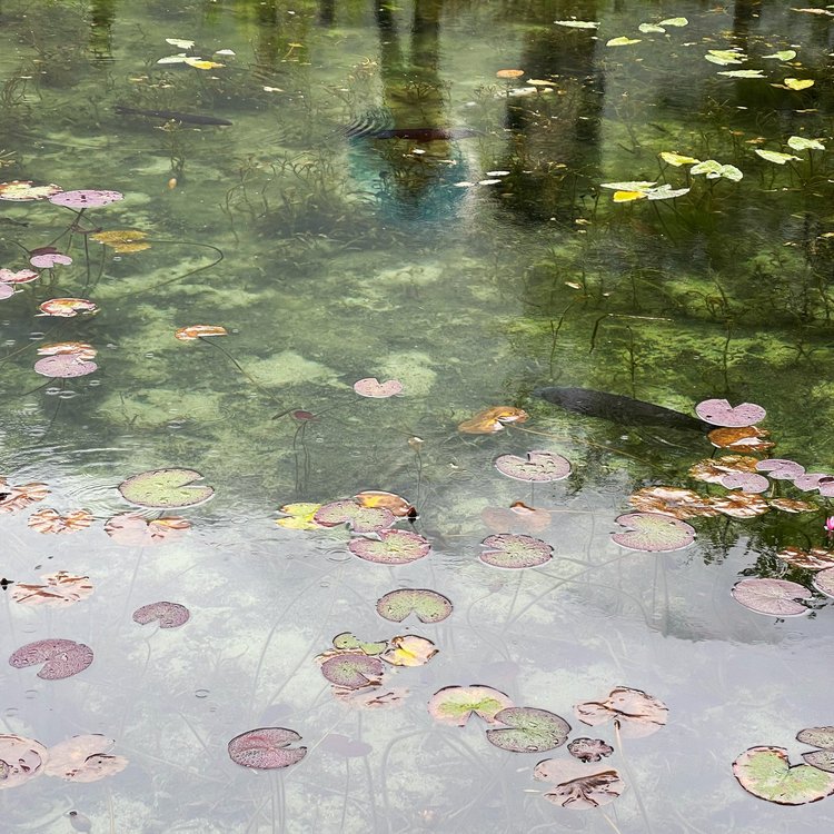 Inland Seas and Verdant Gardens with Aline Smithson — Nobechi Creative