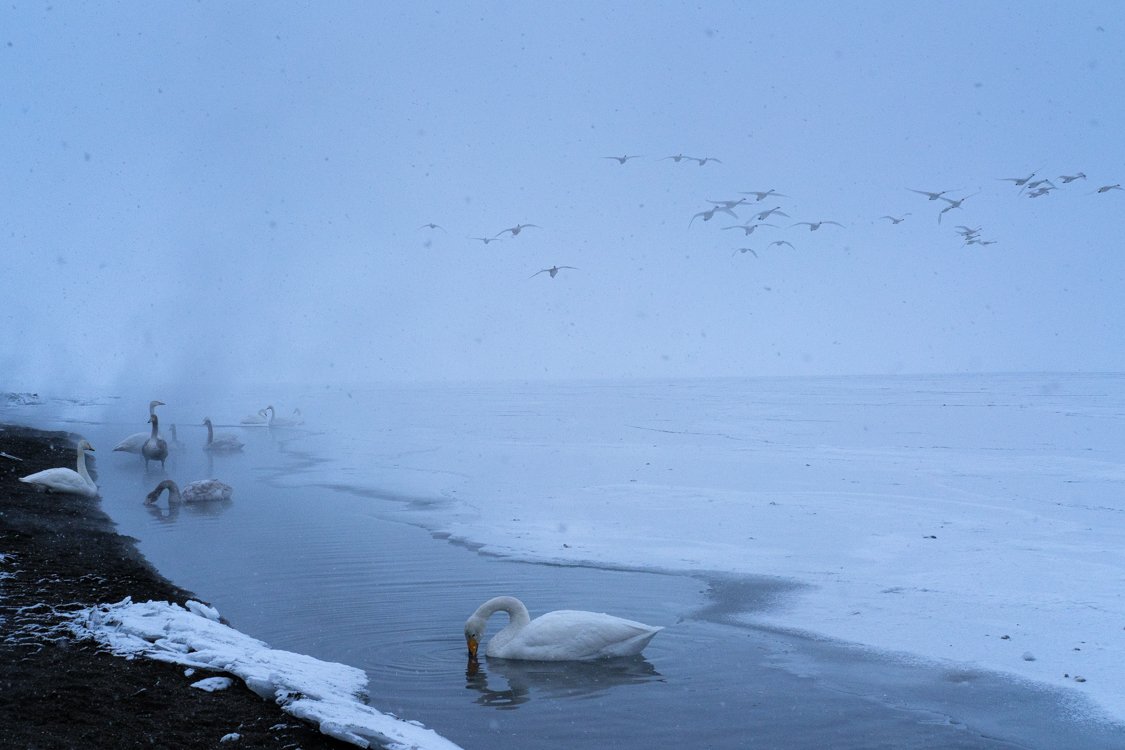 Swans, Lake Kussharo 2020