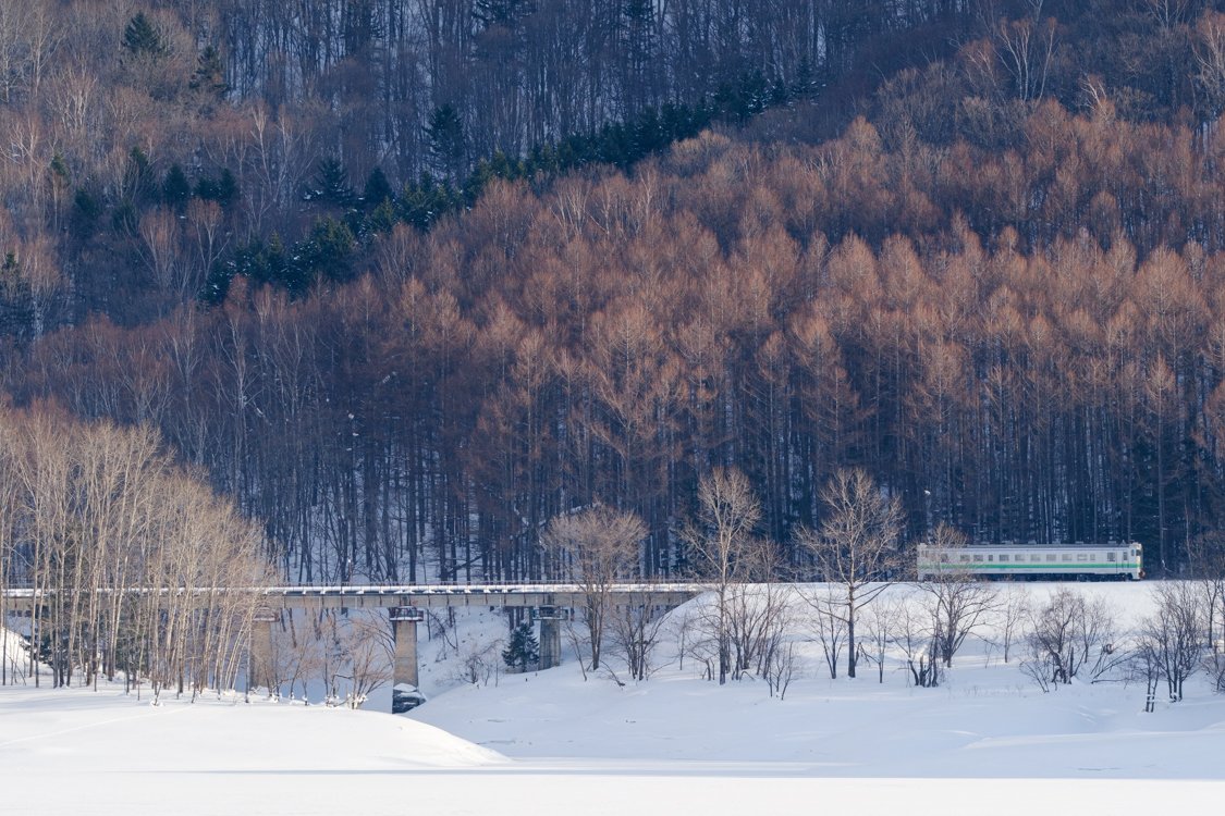 Train and larches, Eastern Hokkaido 2024