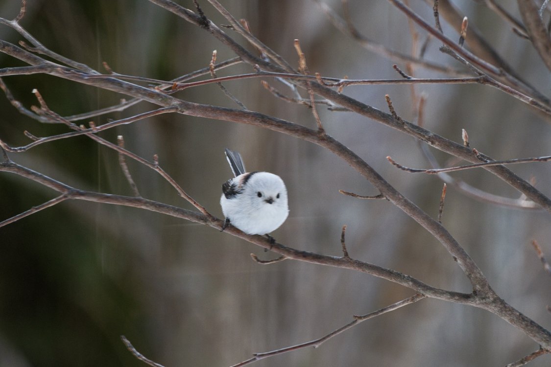 Long-tailed tit 2024