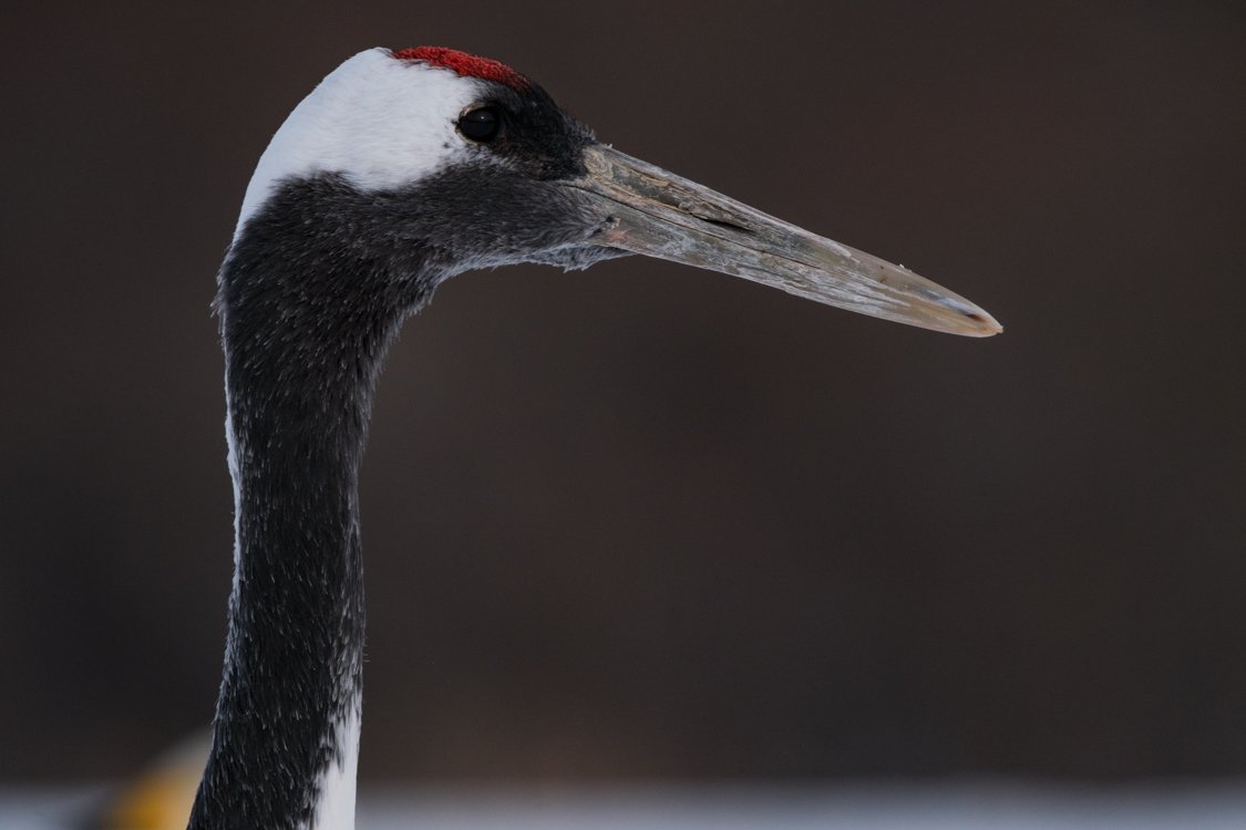 Red-crowned crane 2024