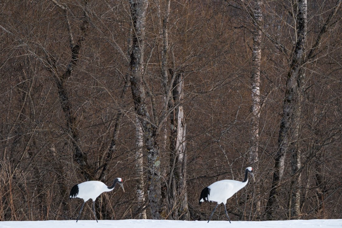 Cranes walking 2024