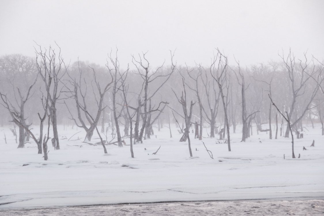 Trees in marshland, Eastern Hokkaido 2024