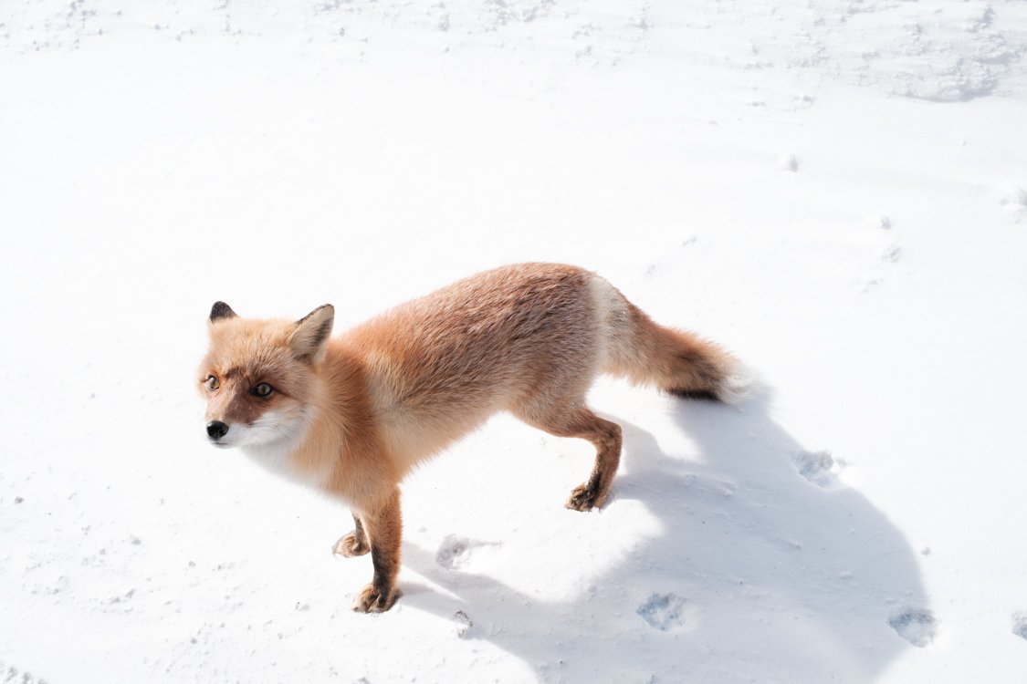 Ezo Fox, Eastern Hokkaido 2024