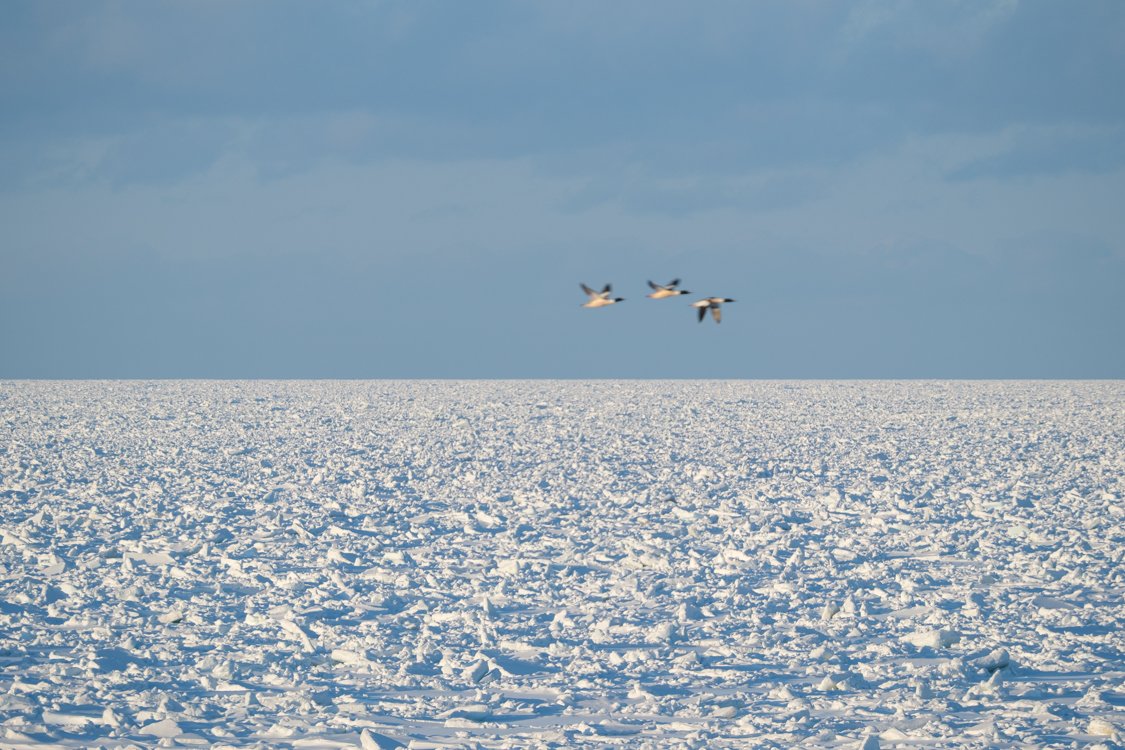 Ducks, Sea of Okhotsk 2024