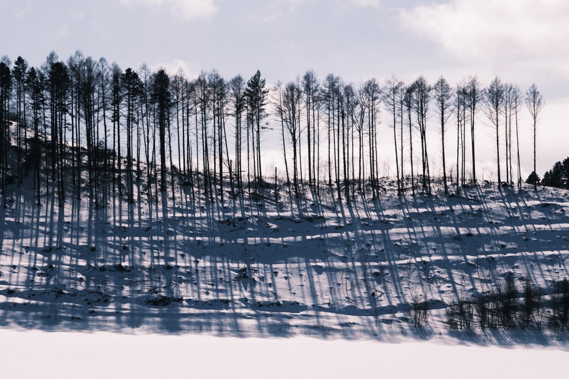 Row of trees 2024