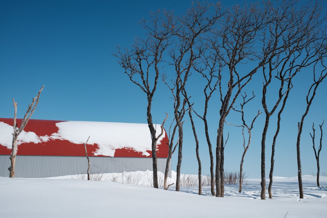 Barn and trees, Eastern Hokkaido 2024
