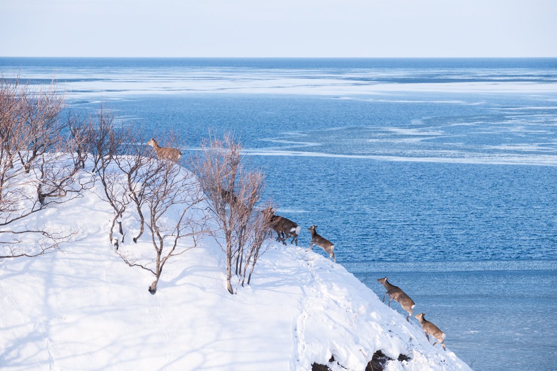 Ezo Shika Deer, Eastern Hokkaido 2024
