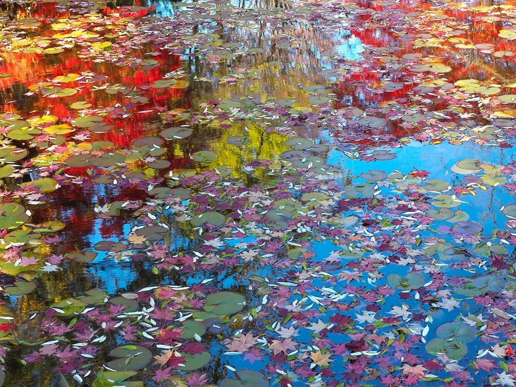 JAPAN - XUAN-XUI NG &amp; MASUMI TAKAHASHI: An Autumn Odyssey in Central Hokkaido