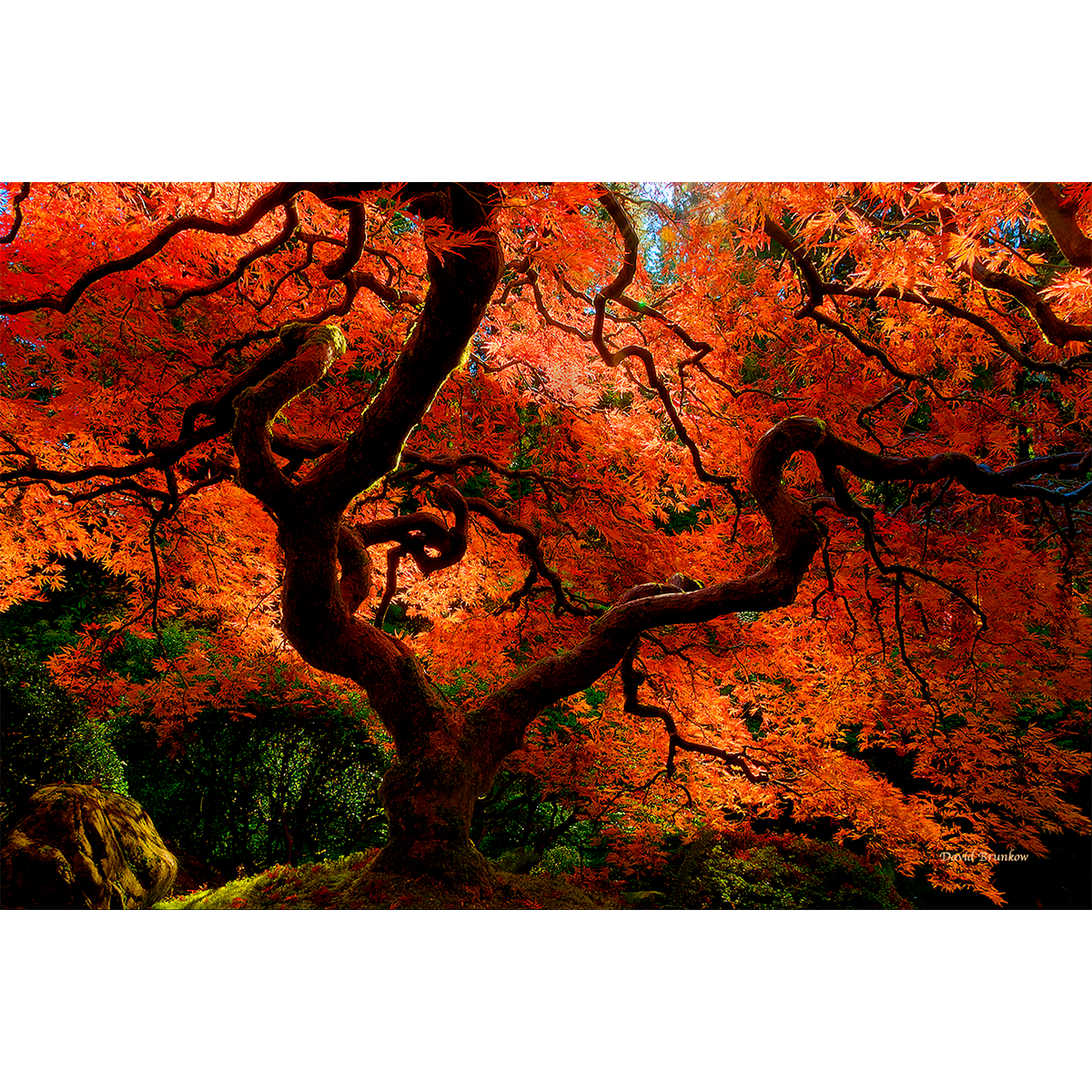 Red Tree