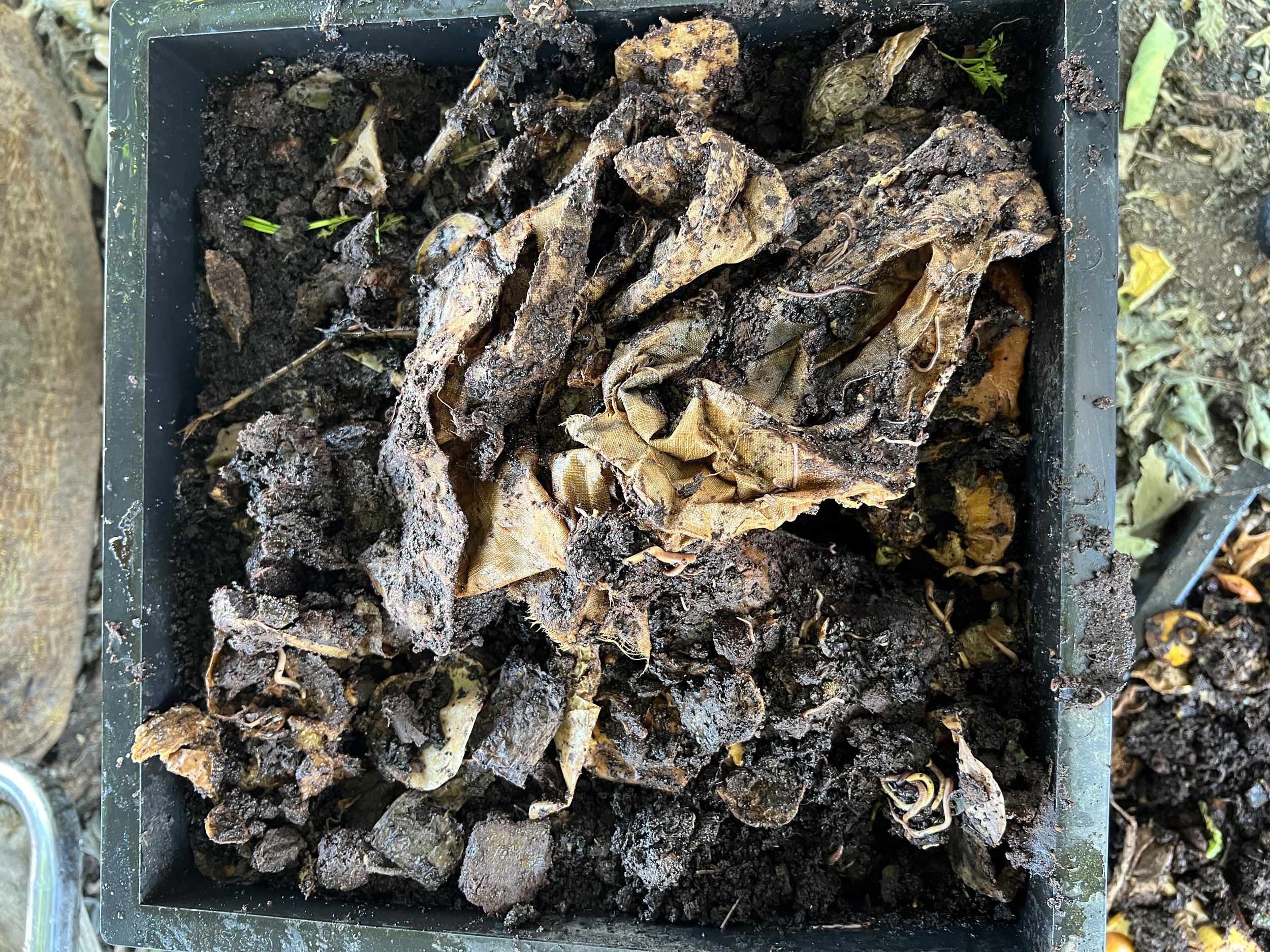 Retting (composting) linen rags in a worm farm