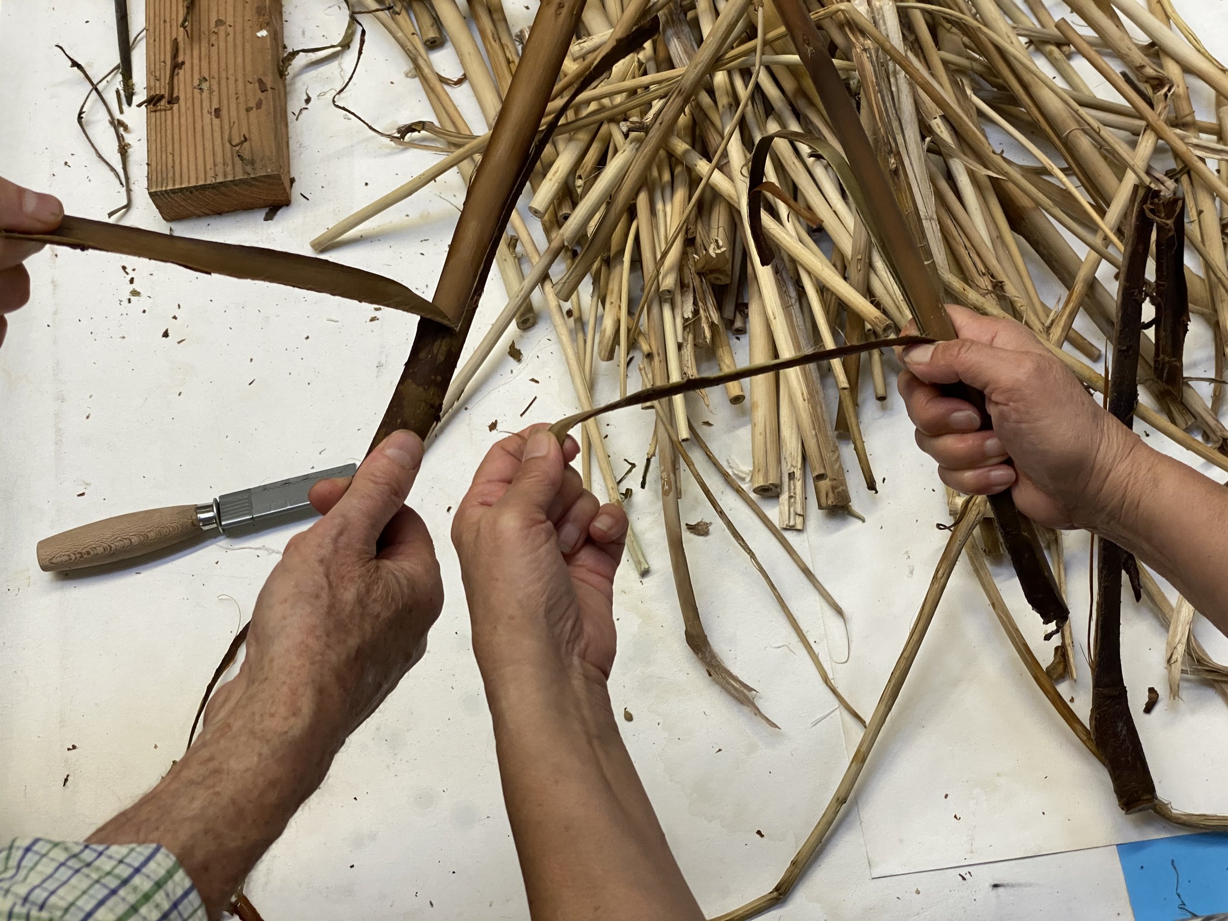 Stripping bozo bark