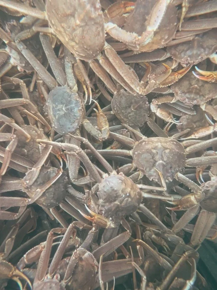 tanner crab season 🦀🦀🦀