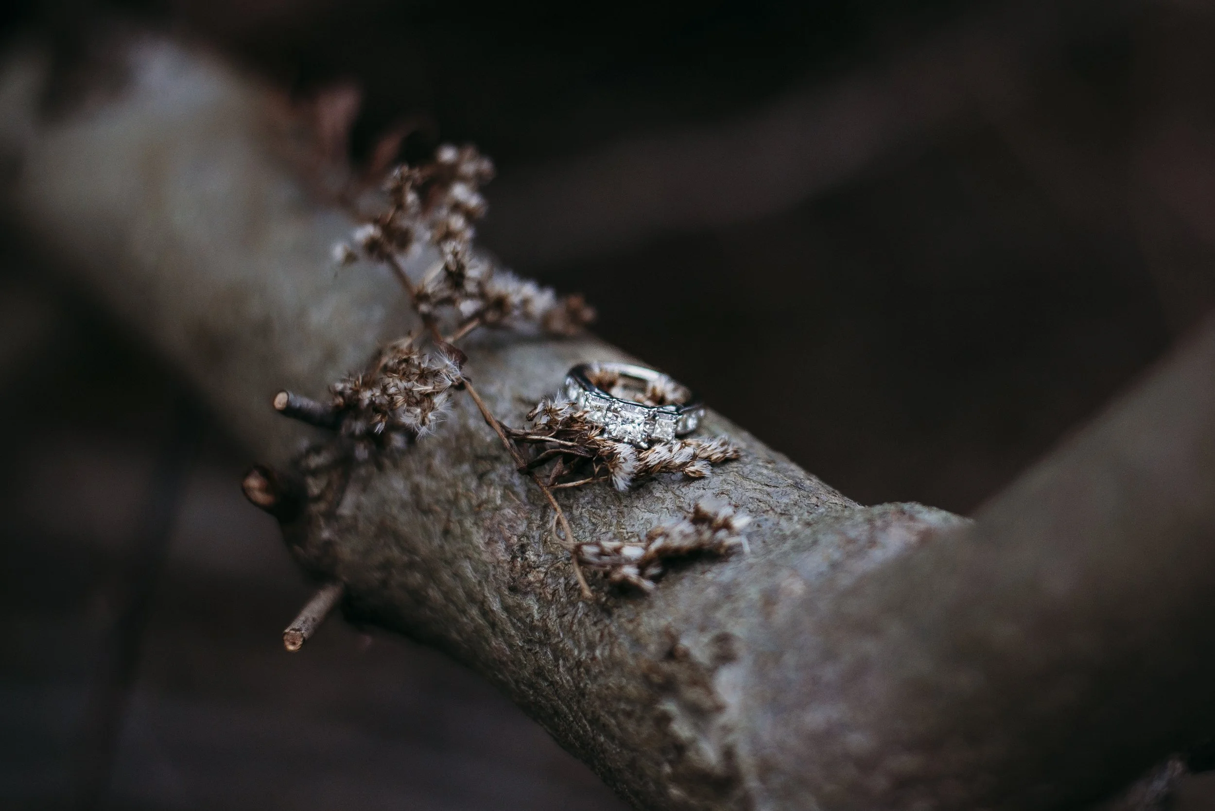 Silver ring with square-cut diamonds resting on a tree branch with dried twigs and leaves around it.