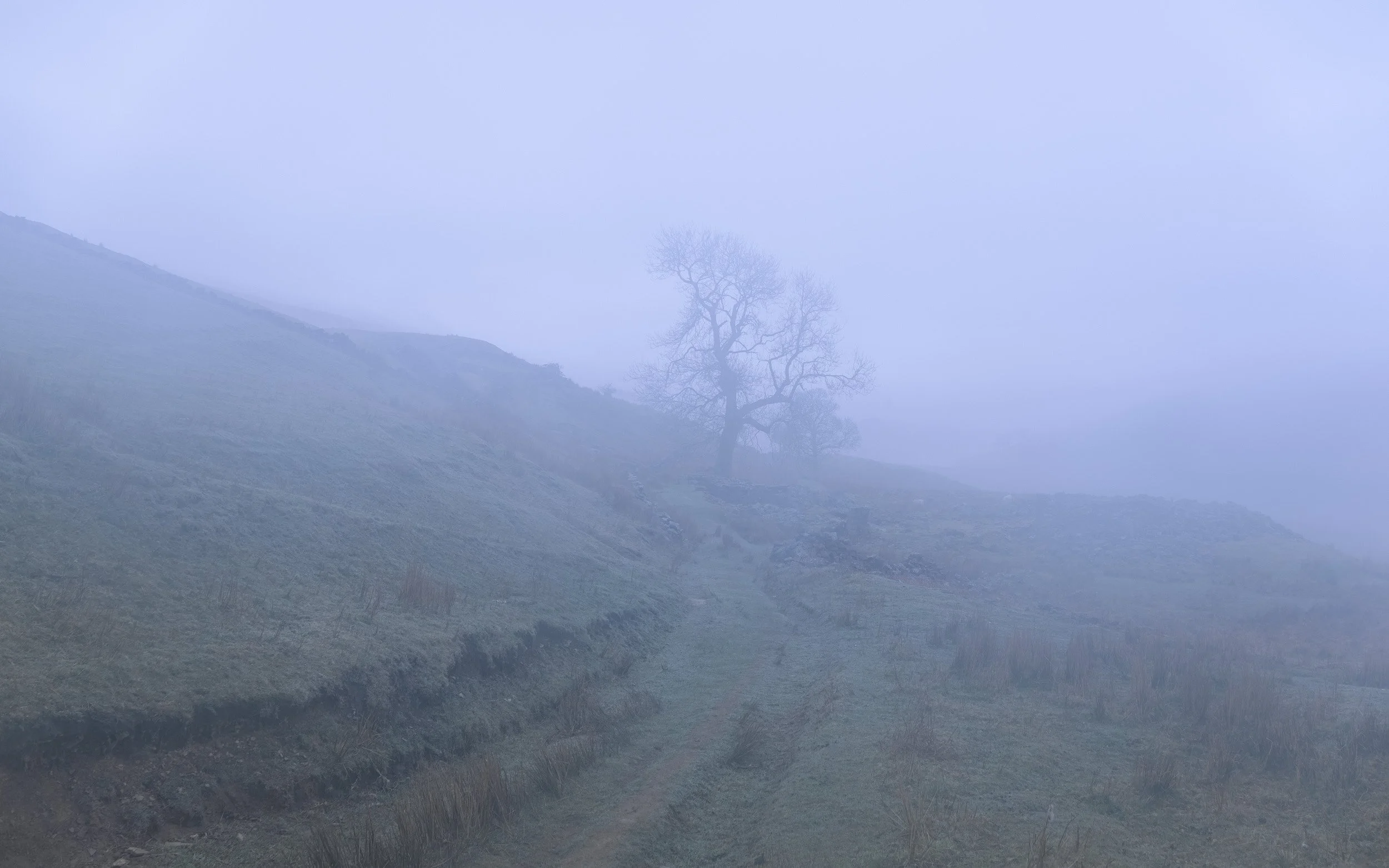 A foggy landscape with a lone, leafless tree on a hillside, surrounded by mist and muted colors.
