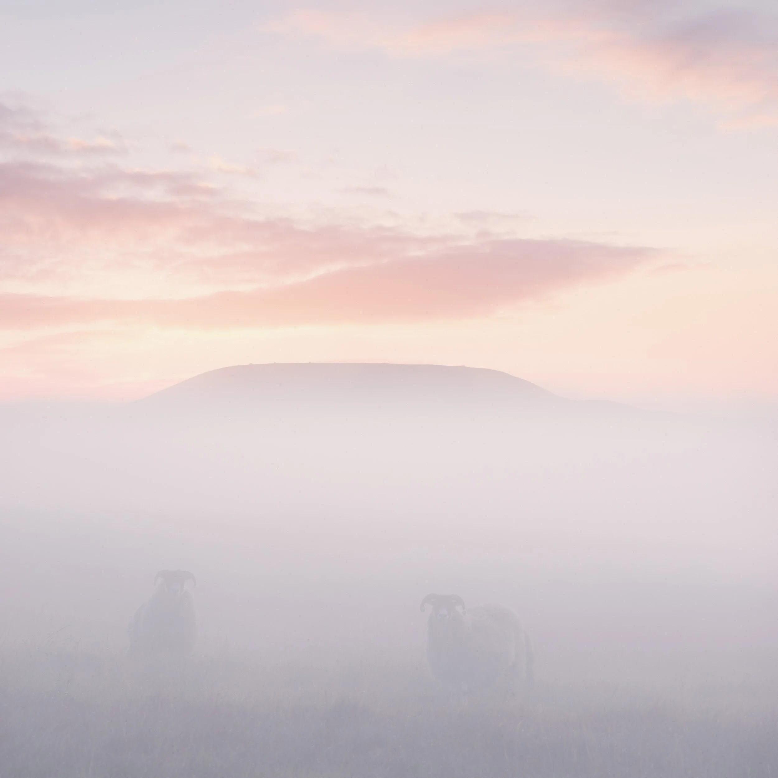 Knowl Hill on Scout Moor emerges through thick sunrise fog, with two sheep in the foreground.