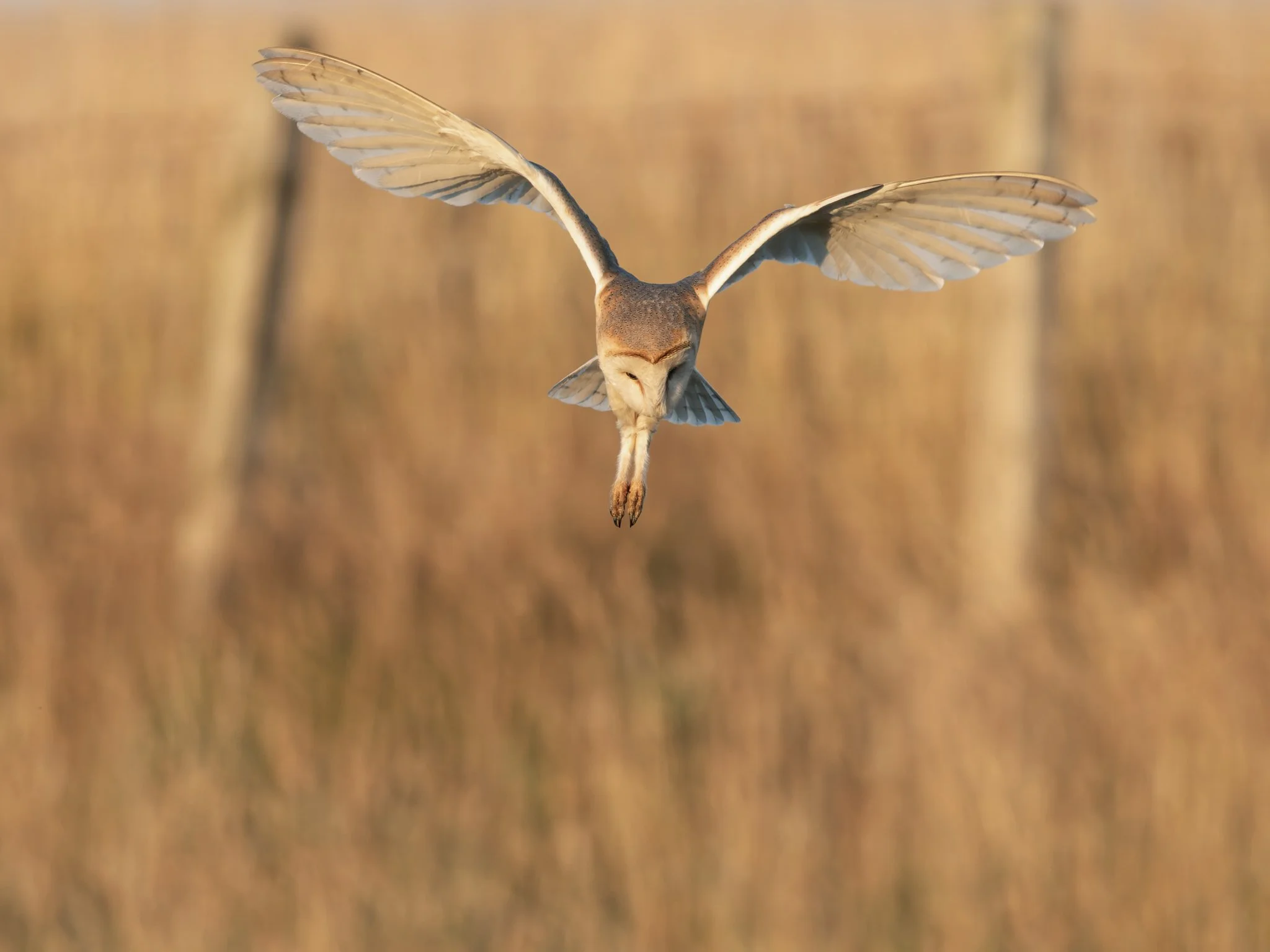 Nature-Barn-Owl-5.jpg