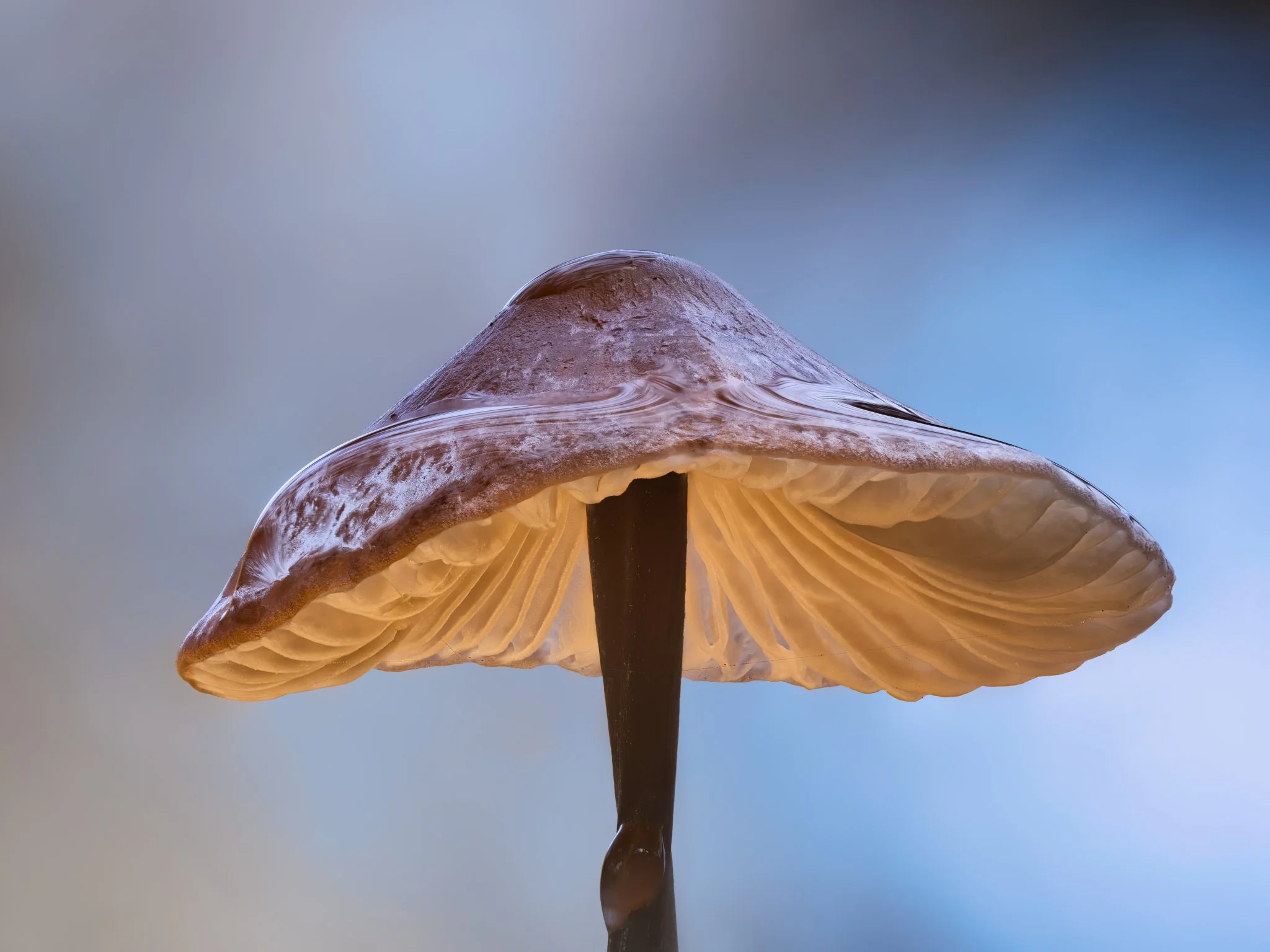 A close-up fine art photograph of an elegant woodland mushroom shaped like a Royal Ascot hat, resting on a mossy forest floor.