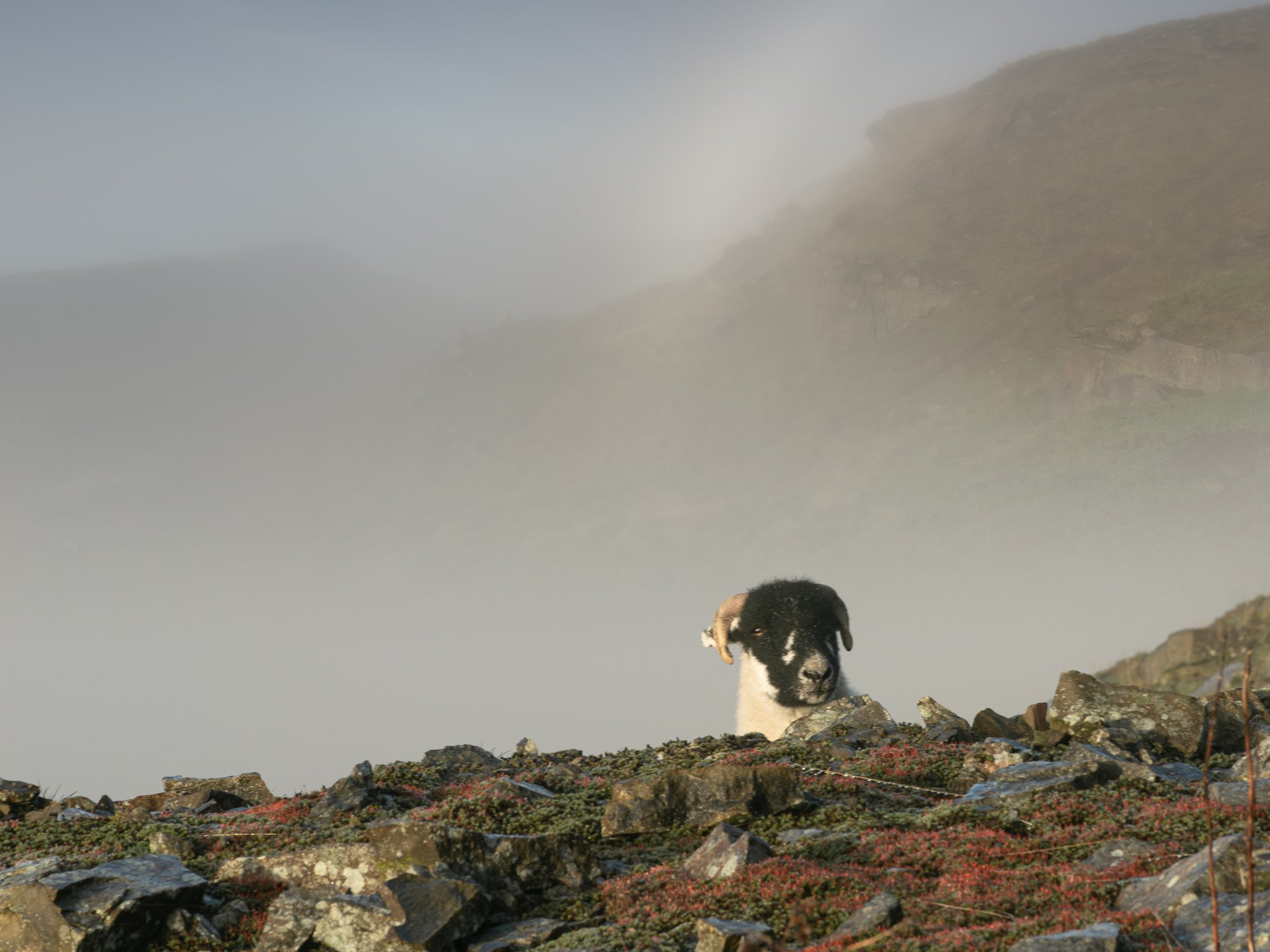 _1010114-DxO_DeepPRIME XD2s_XD-Edit.jpg