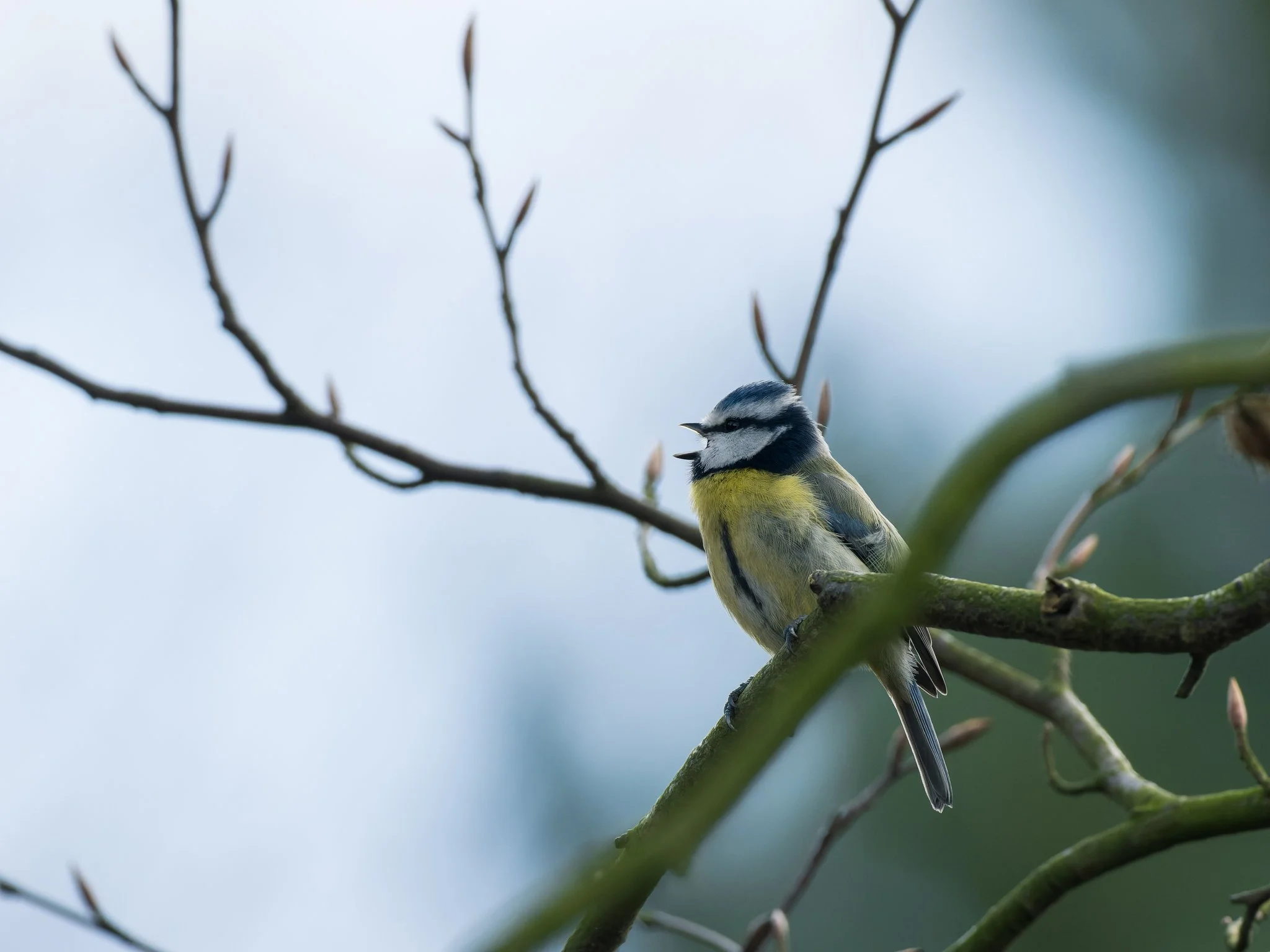 Nature-Blue-Tit-24.jpg