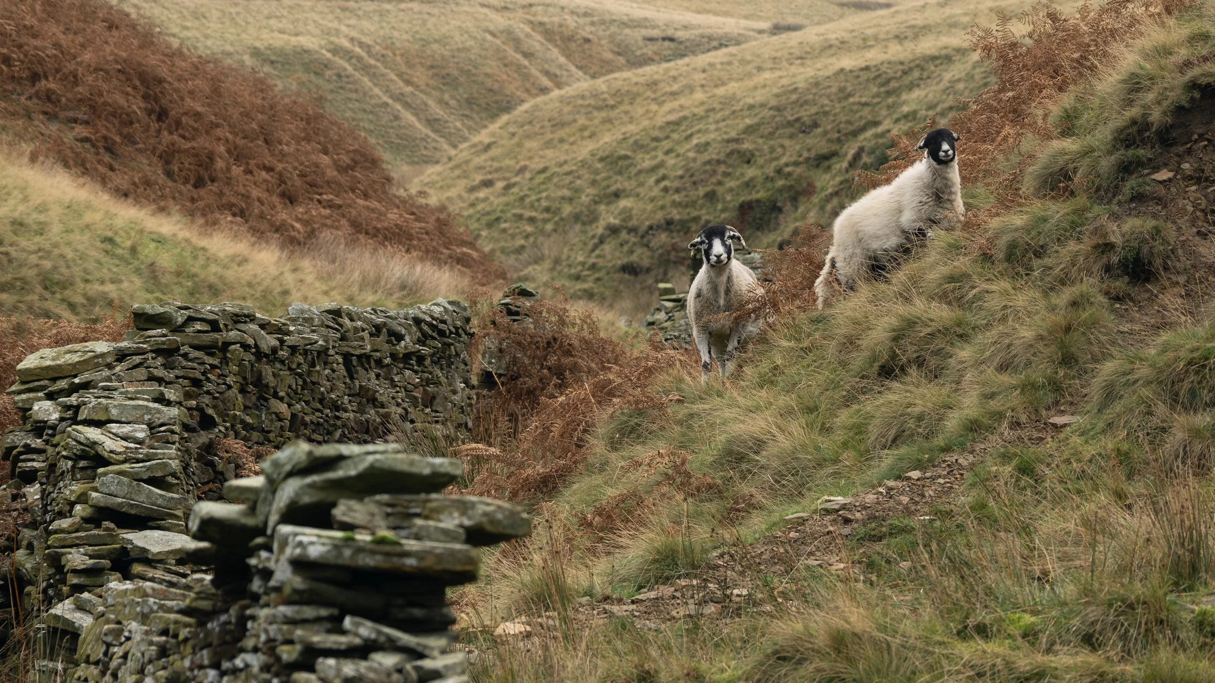 wo blackface sheep standing on a grassy, bracken-covered hillside beside a decaying drystone wall on Scout Moor.