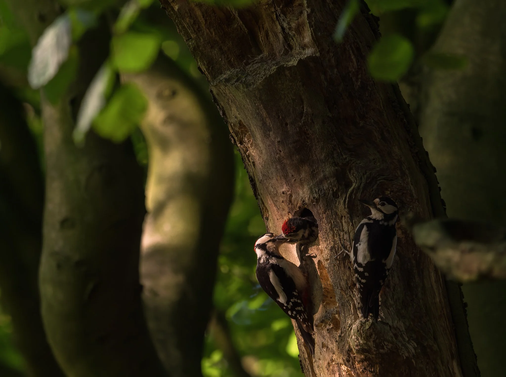 Nature-Great-Spotted-Woodpecker-17.jpg