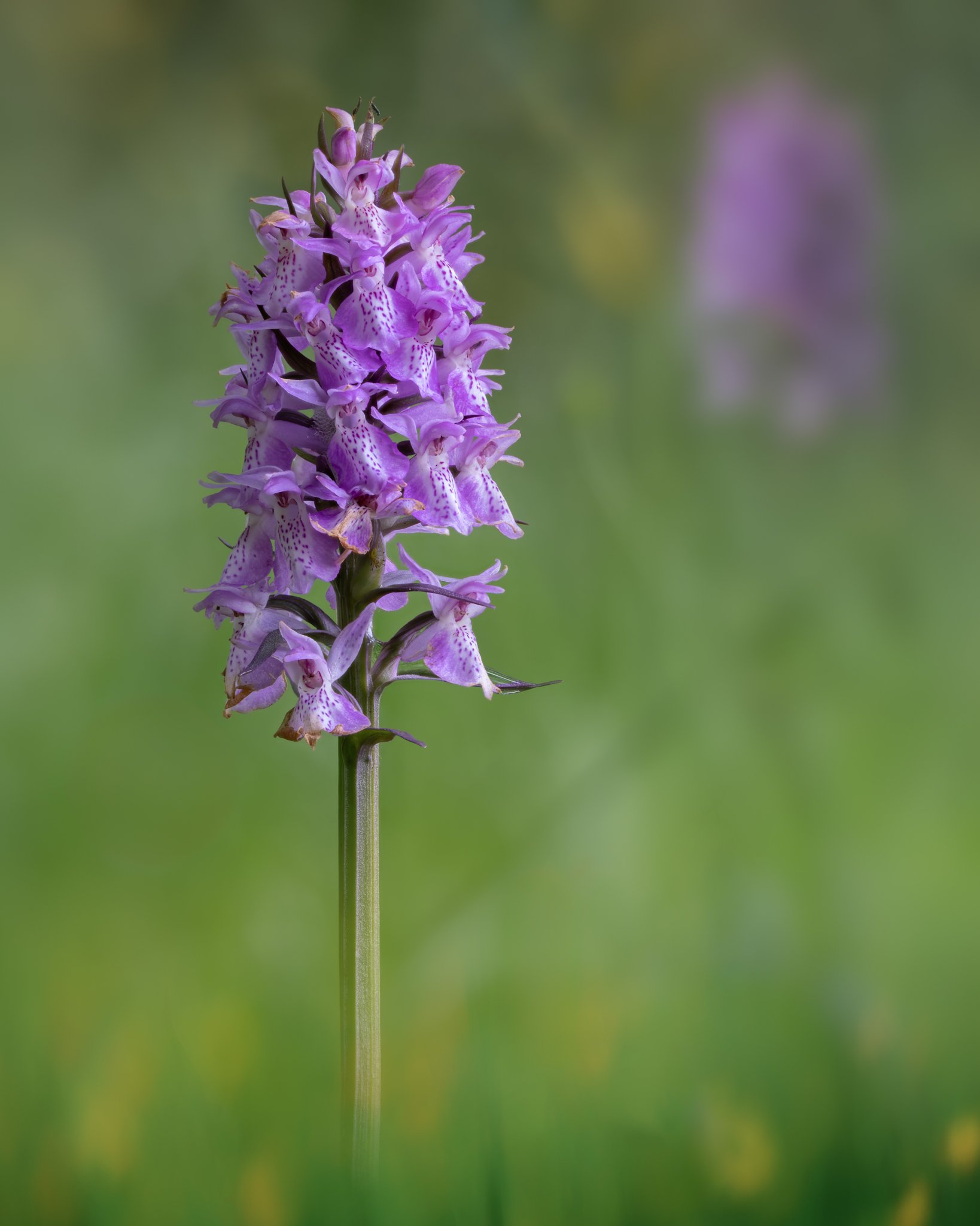 A delicate marsh orchid captured in sharp focus among a marsh of reeds and wildflowers, with golden bird’s-foot trefoil and a second blurred orchid creating a soft bokeh effect.