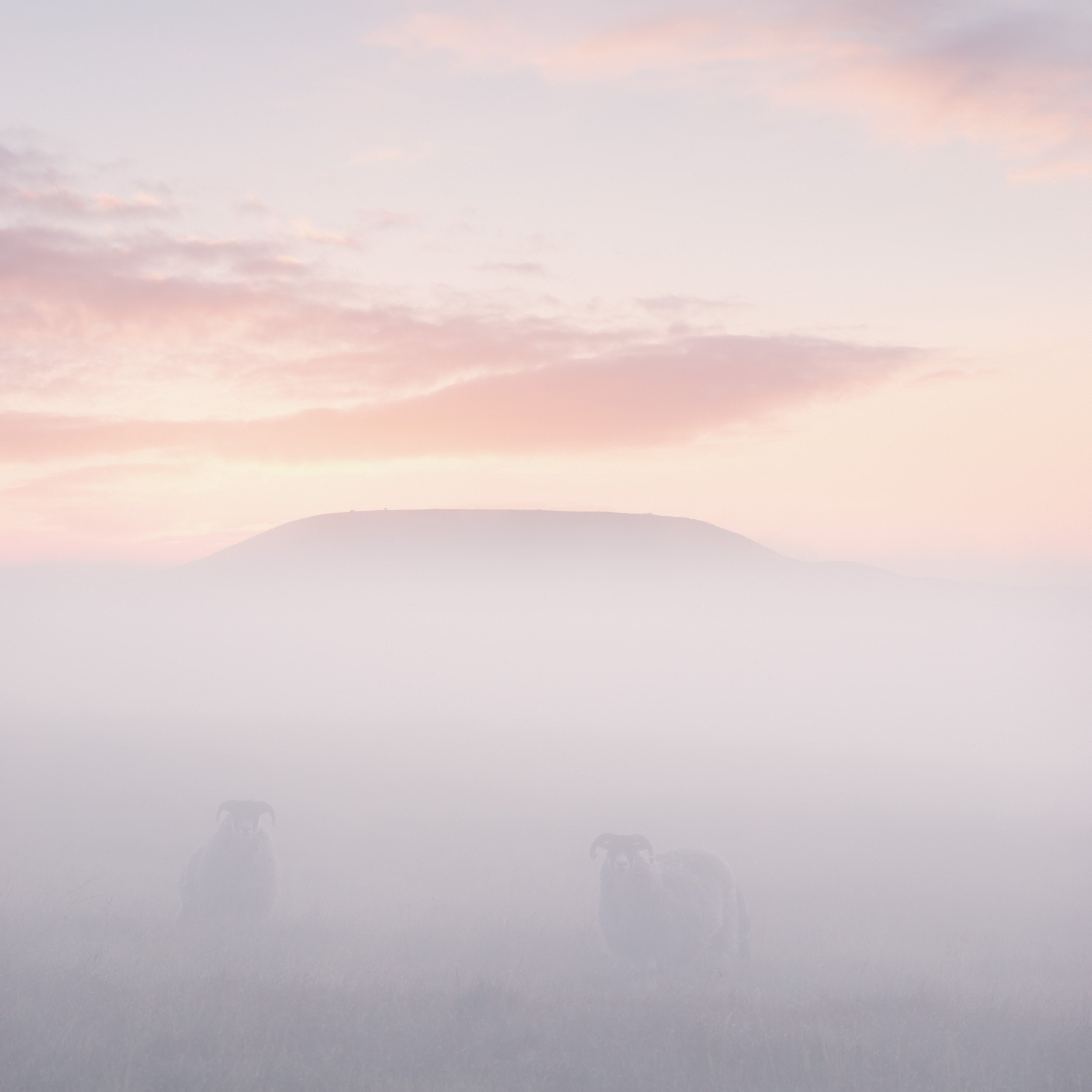 Two sheep silhouetted in heavy pink morning fog on Scout Moor with the distinct shape of Knowl Hill visible on the horizon.