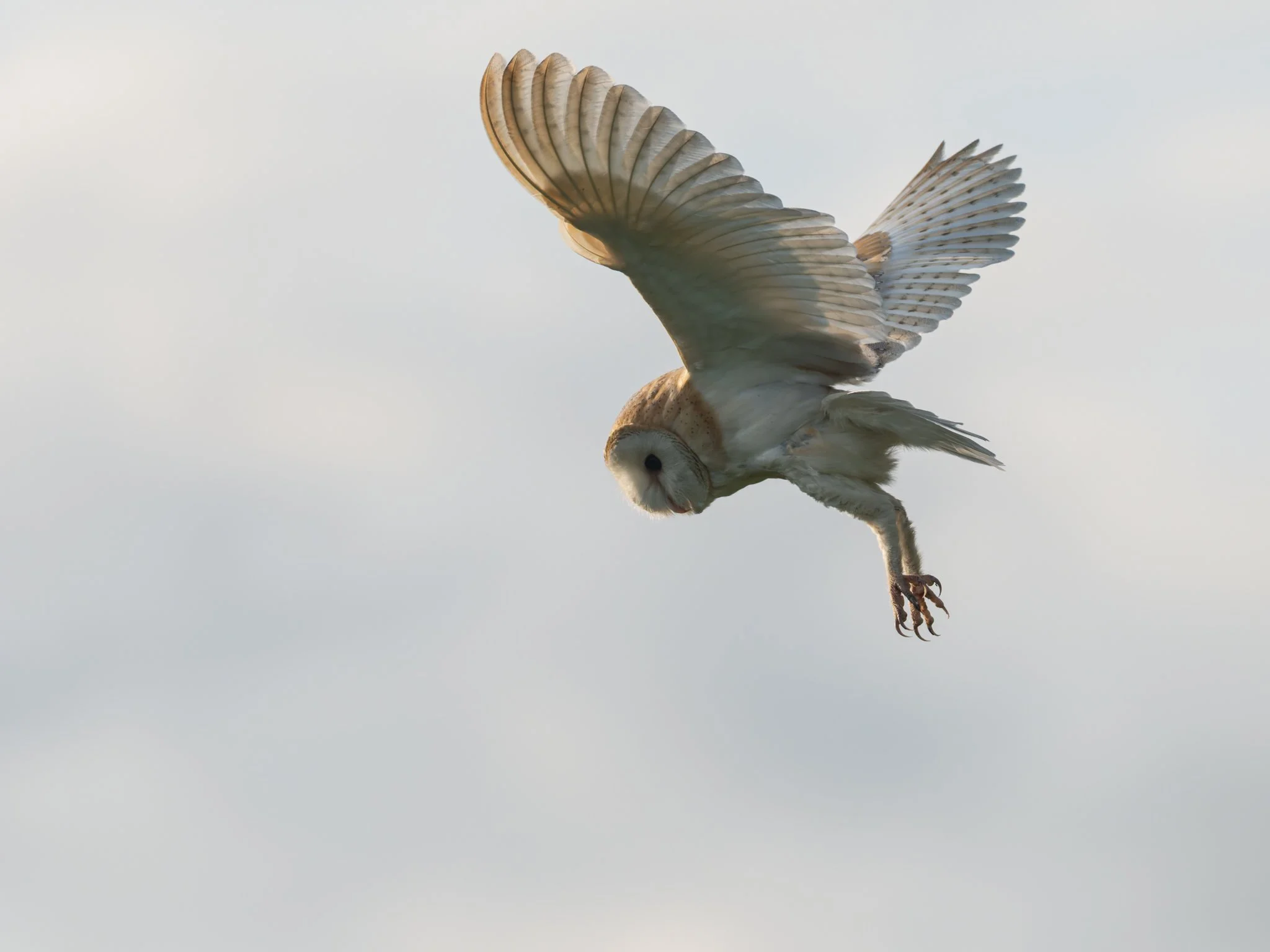 Nature-Barn-Owl-13.jpg