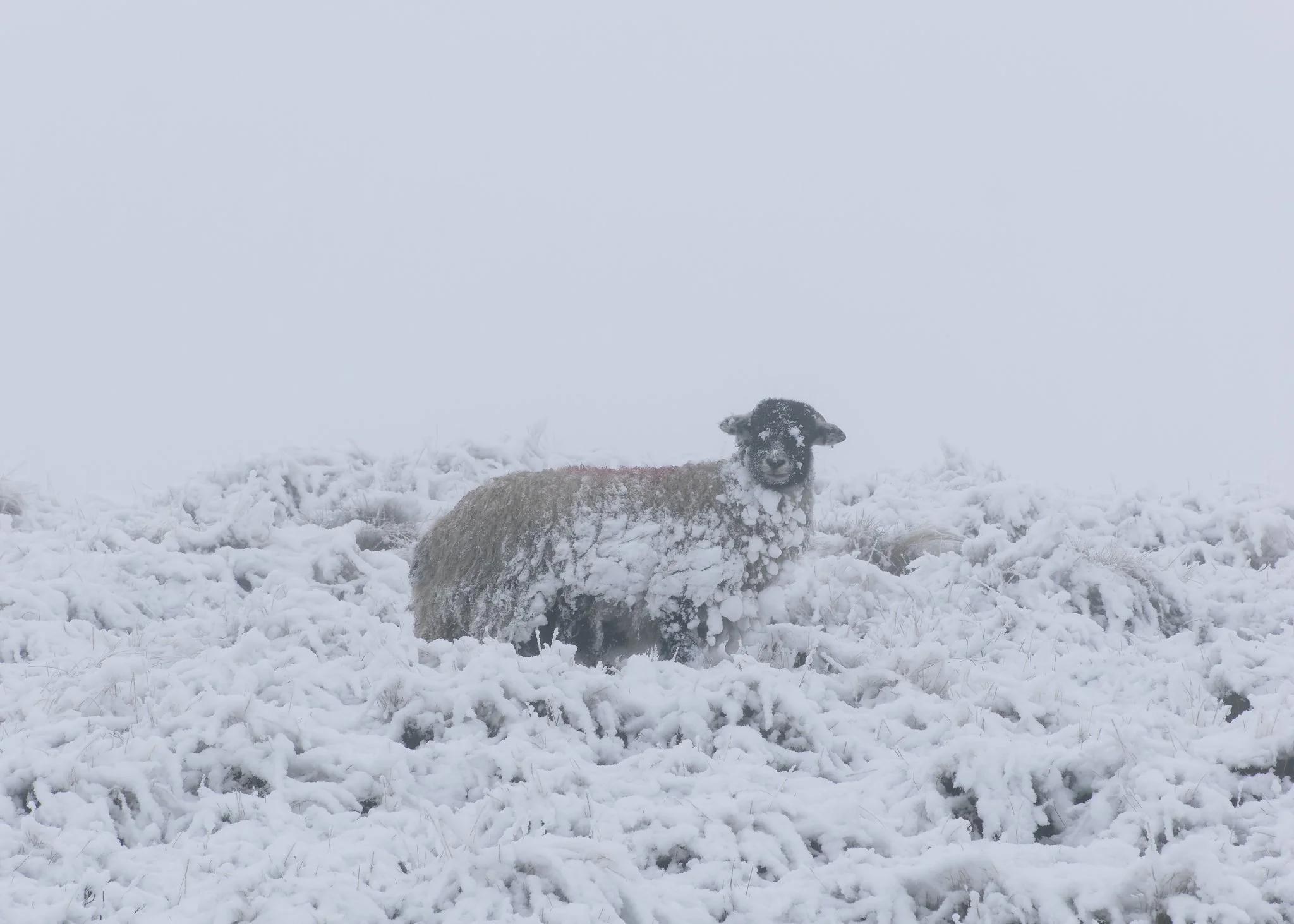 South-Pennines-Sheep-17.jpg
