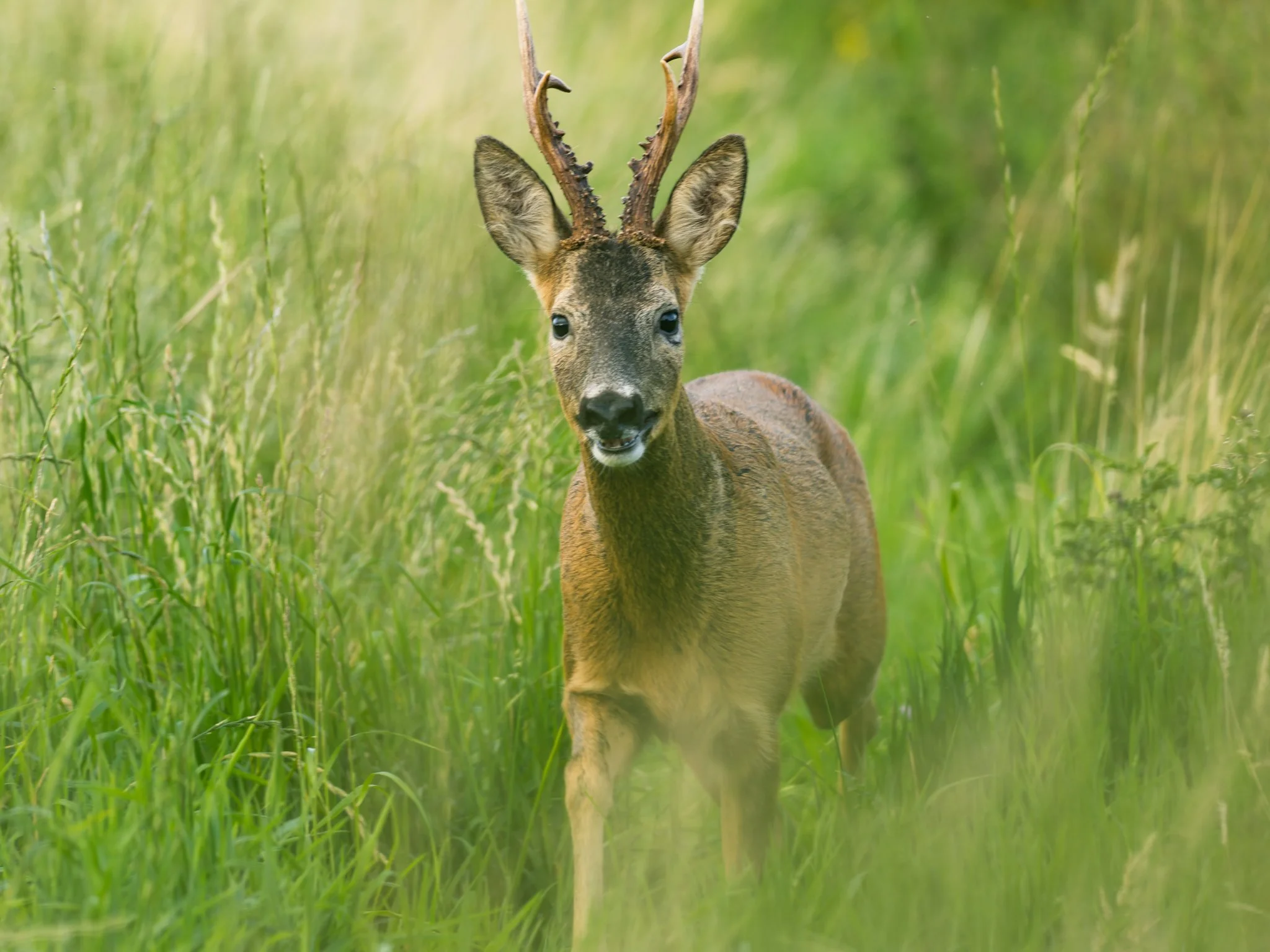 Nature-Roe-Deer-21.jpg