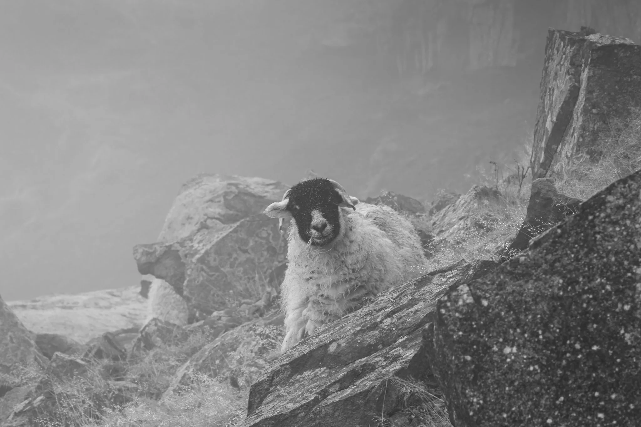 South-Pennines-Sheep-19.jpg