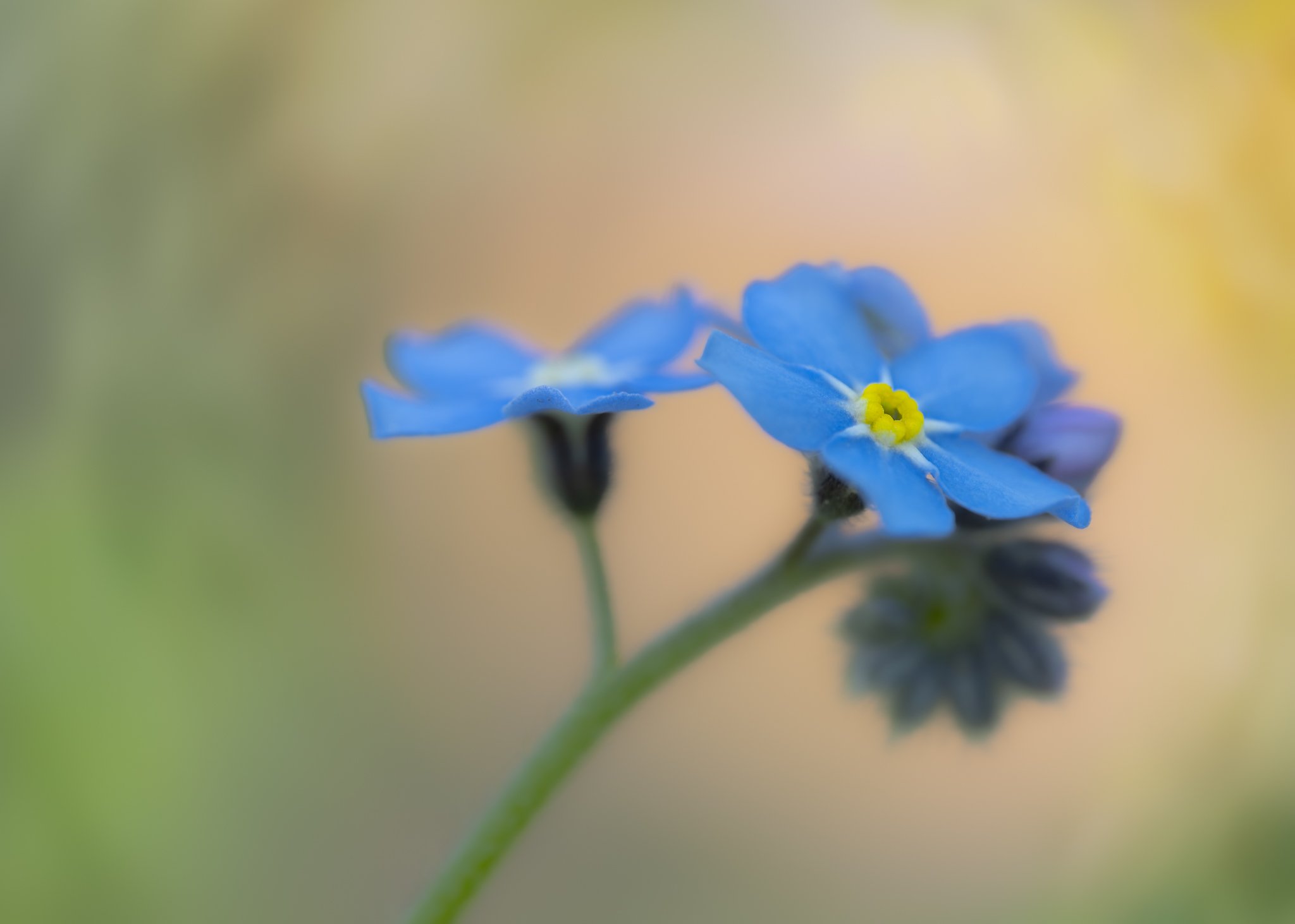 Where Forget-Me-Nots Grow