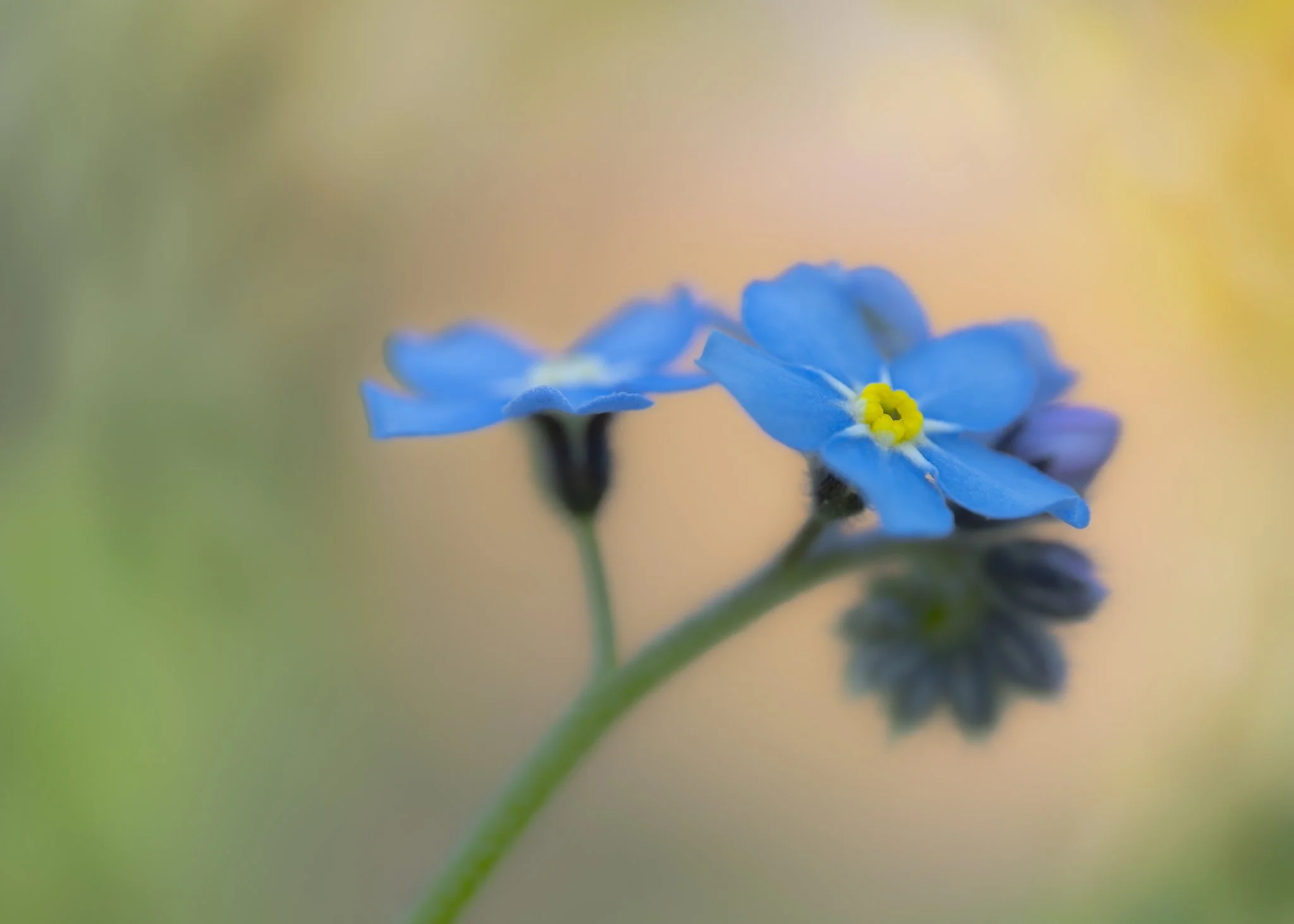Soft macro photograph of a blue forget-me-not flower symbolising remembrance, eternal love, and memory.