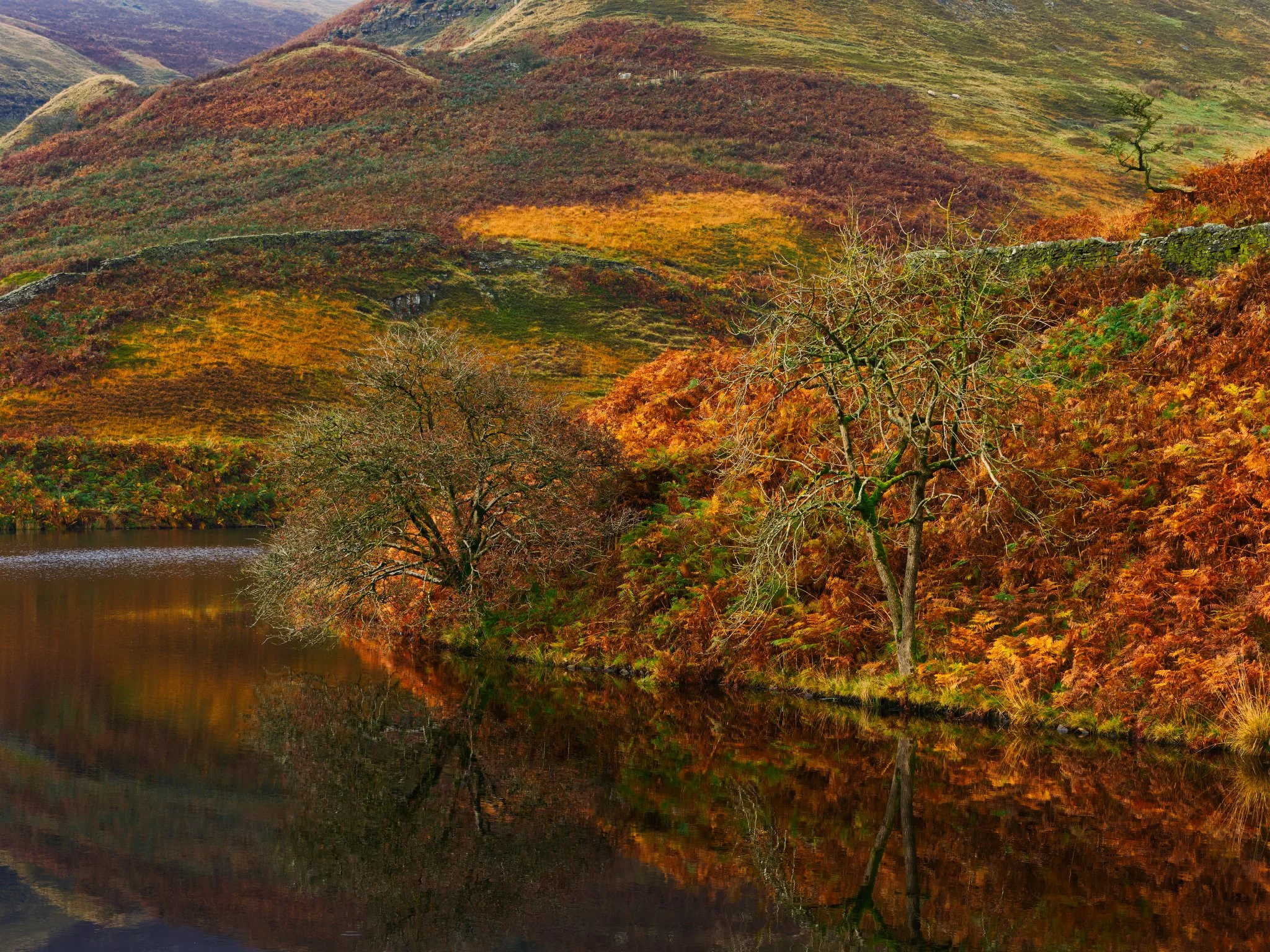 Autumn, Higher Naden Reservoir — golden foliage edges the reservoir, reflected in its still waters.