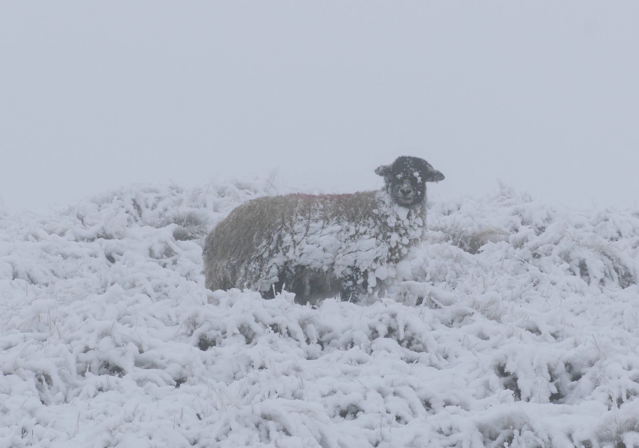 Solitary blackface sheep with a fleece covered in thick snow, standing amidst snowbound moorland vegetation during a winter storm on Scout Moor.