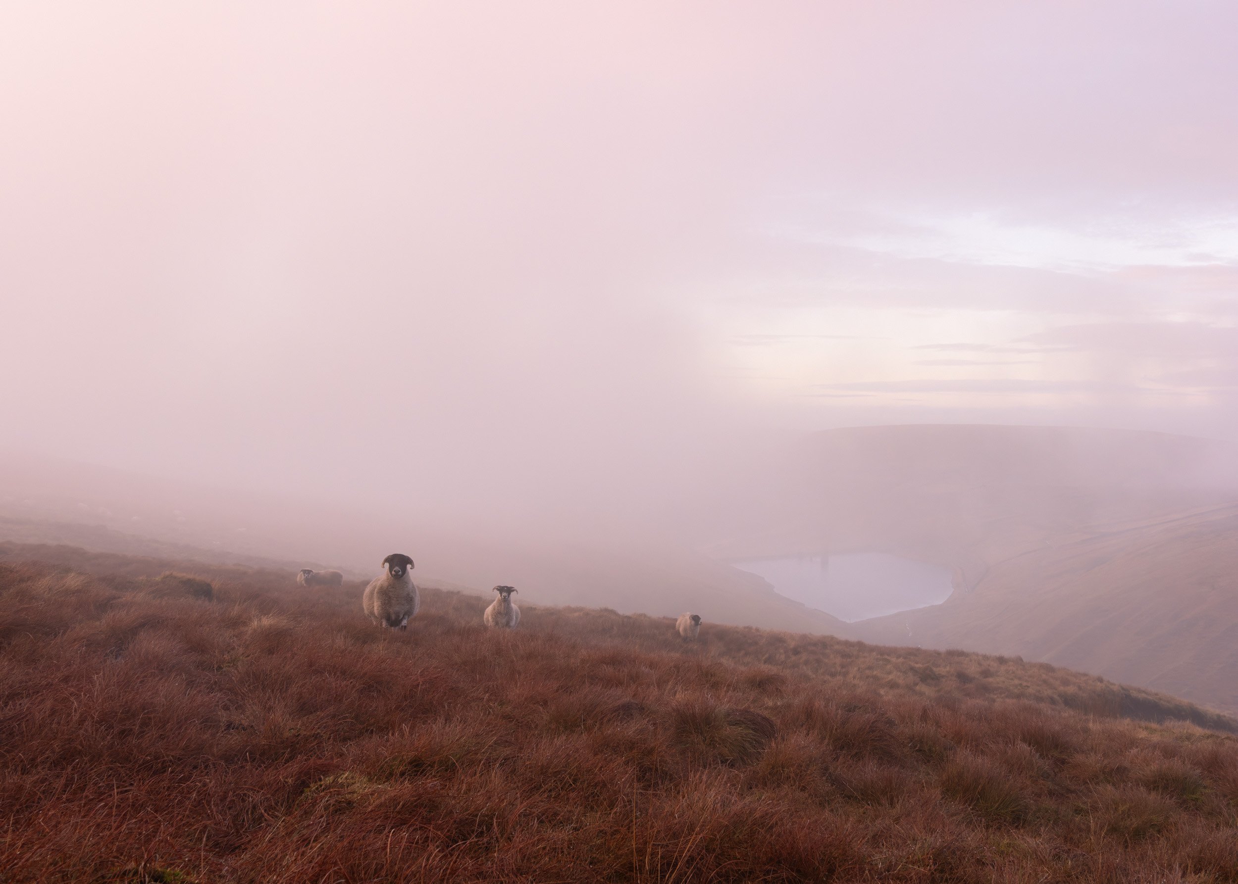 A muted, atmospheric view of the High Level Reservoir on Scout Moor, reflecting the quiet focus of mindful photography.