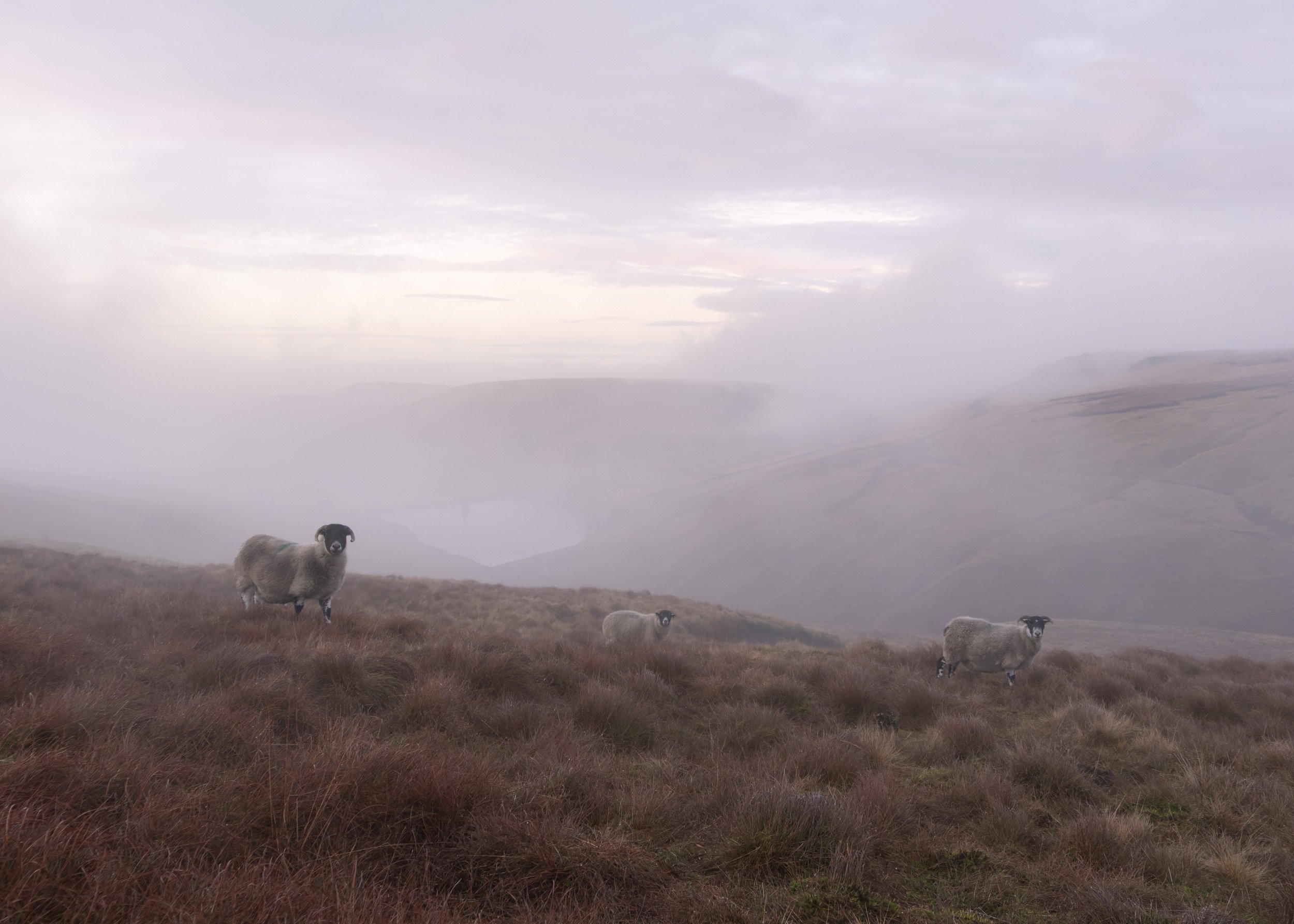 Three blackface sheep scattered along a moorland ridge in morning mist with Scout Moor High Level Reservoir below.