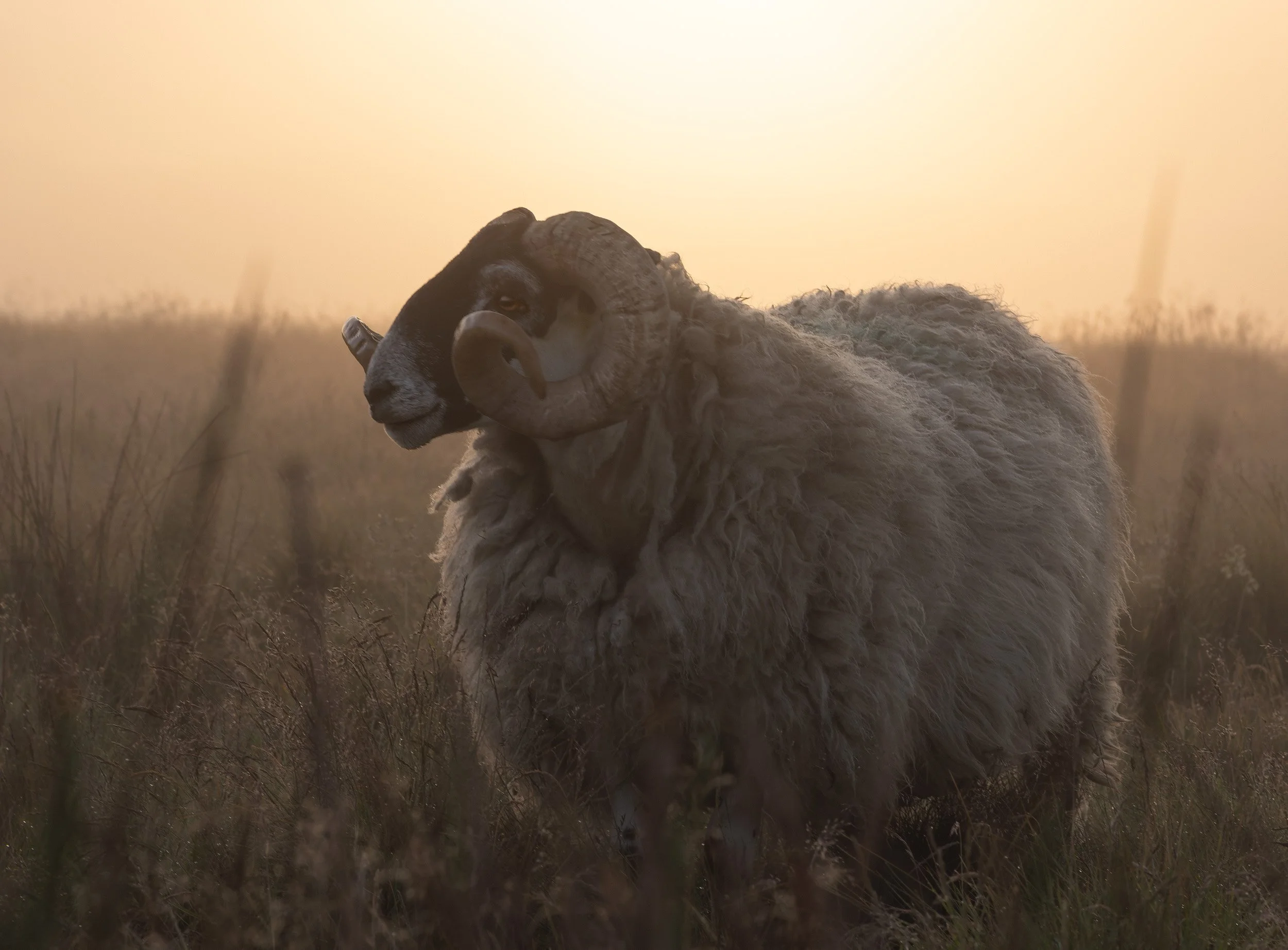 Close-up portrait of a horned ram with a thick wool fleece standing in tall moorland grass illuminated by warm, hazy morning light on Scout Moor.
