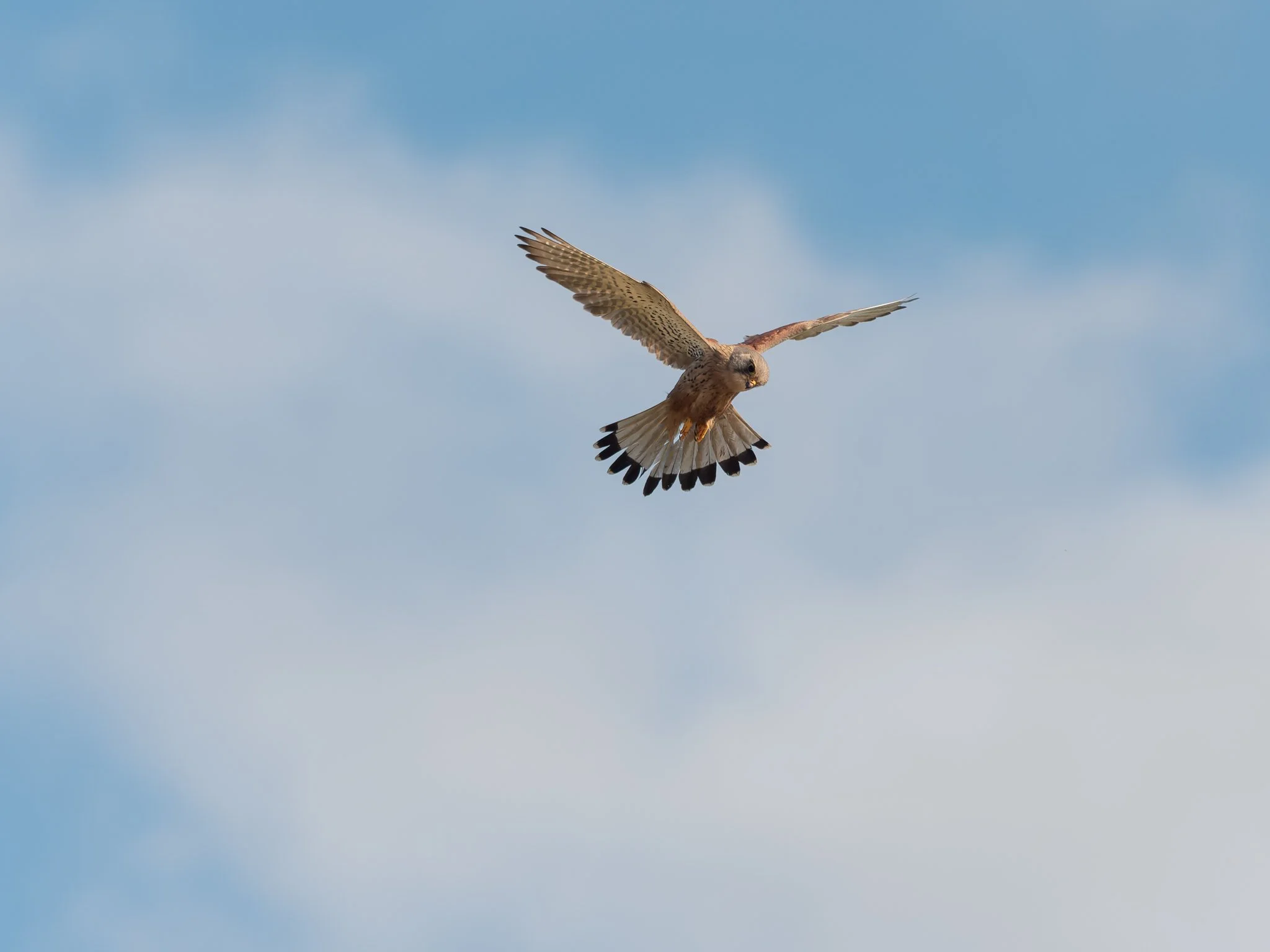 Nature-Kestrel-19.jpg
