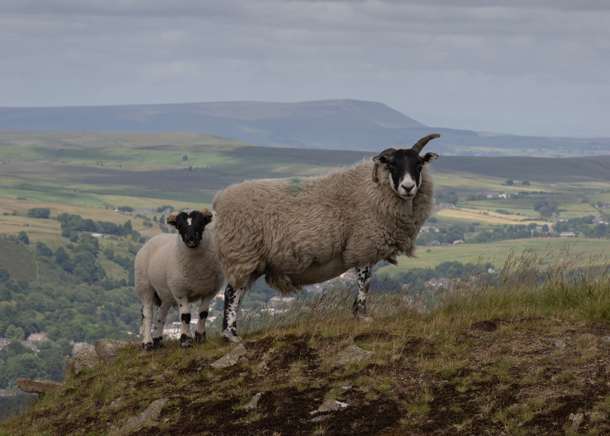 South-Pennines-Sheep-22.jpg