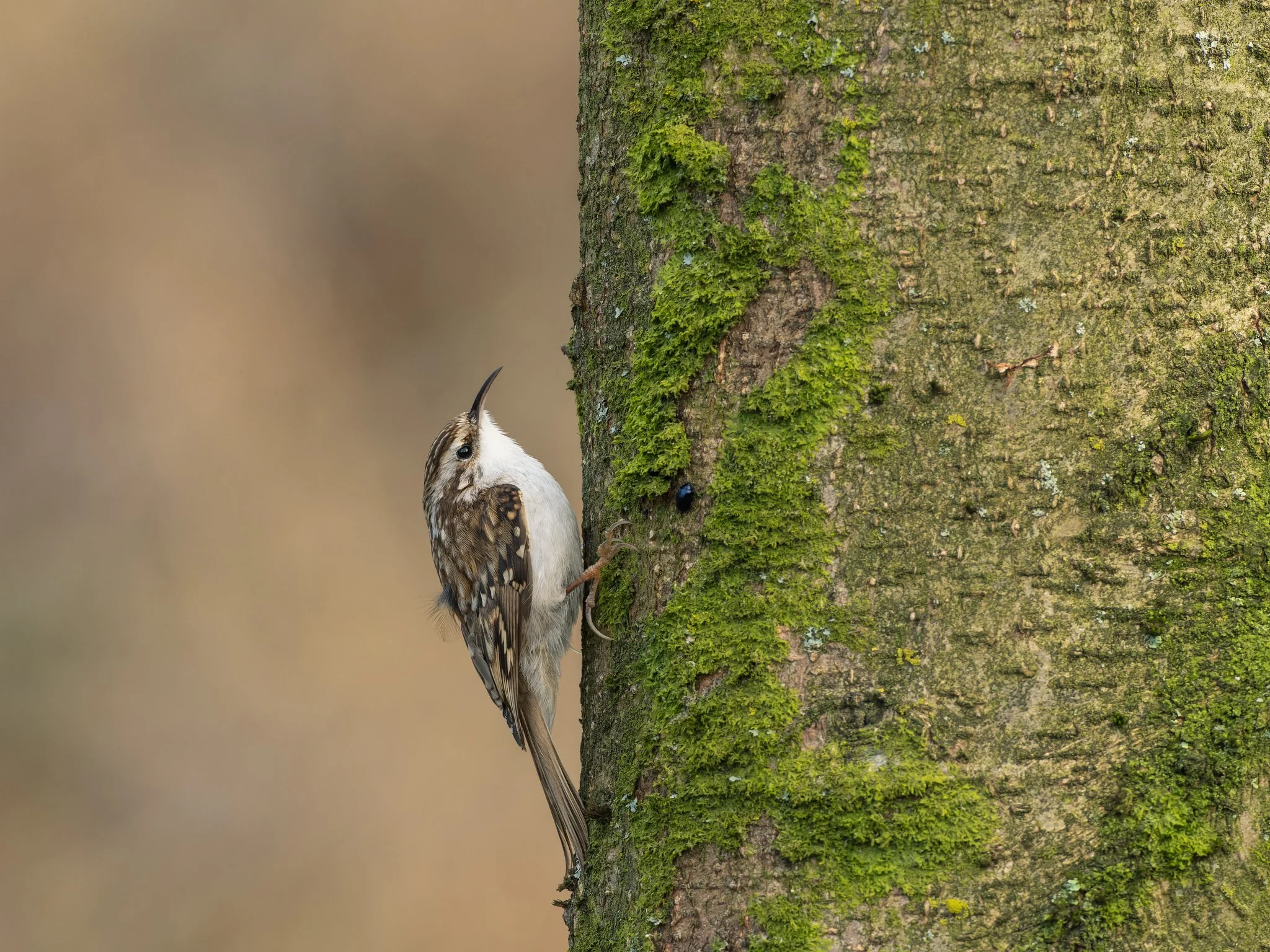 Nature-Tree-Creeper-25.jpg