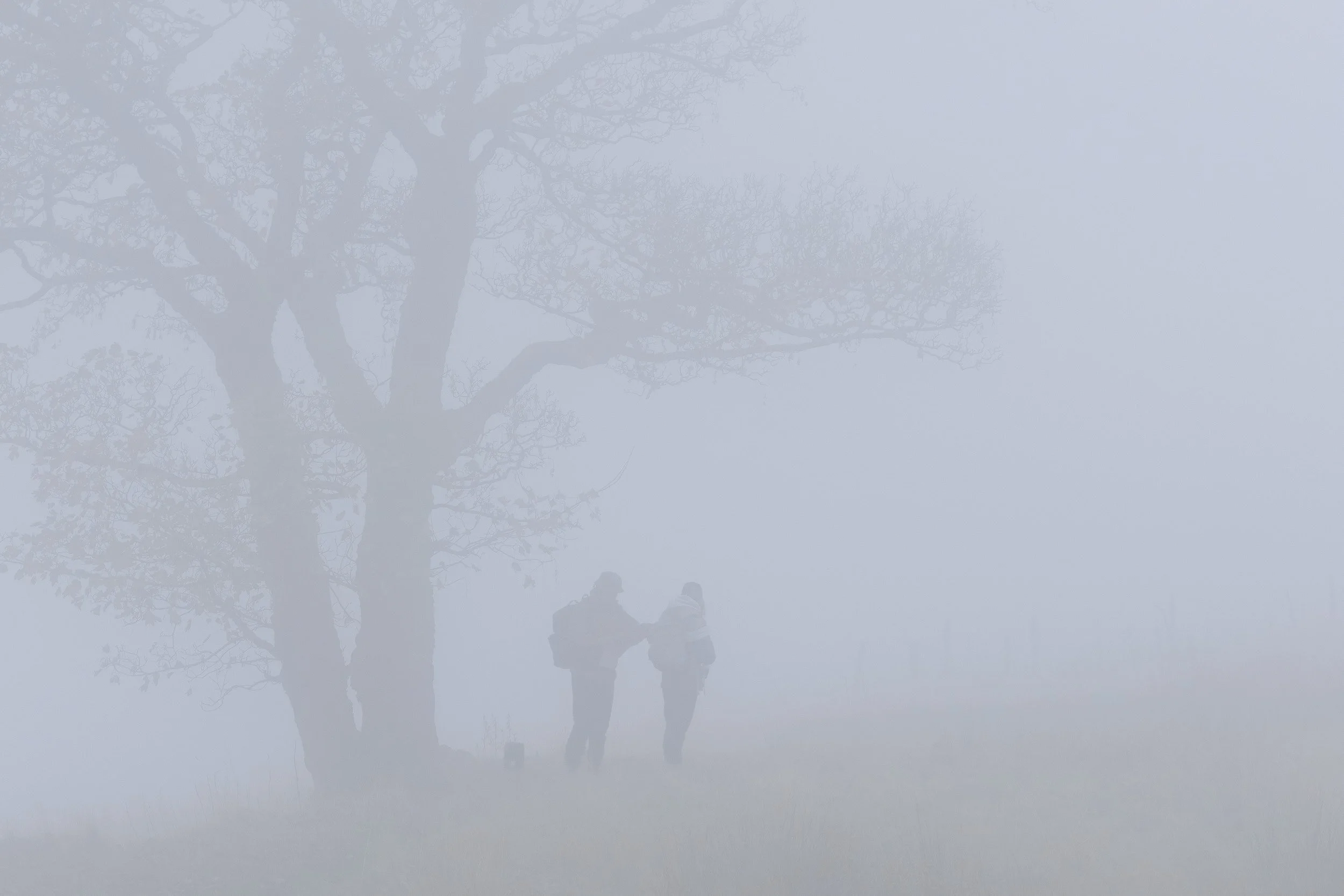 Silhouettes of two walkers with backpacks standing beside a large bare tree in thick white fog in Naden Valley near Norden.