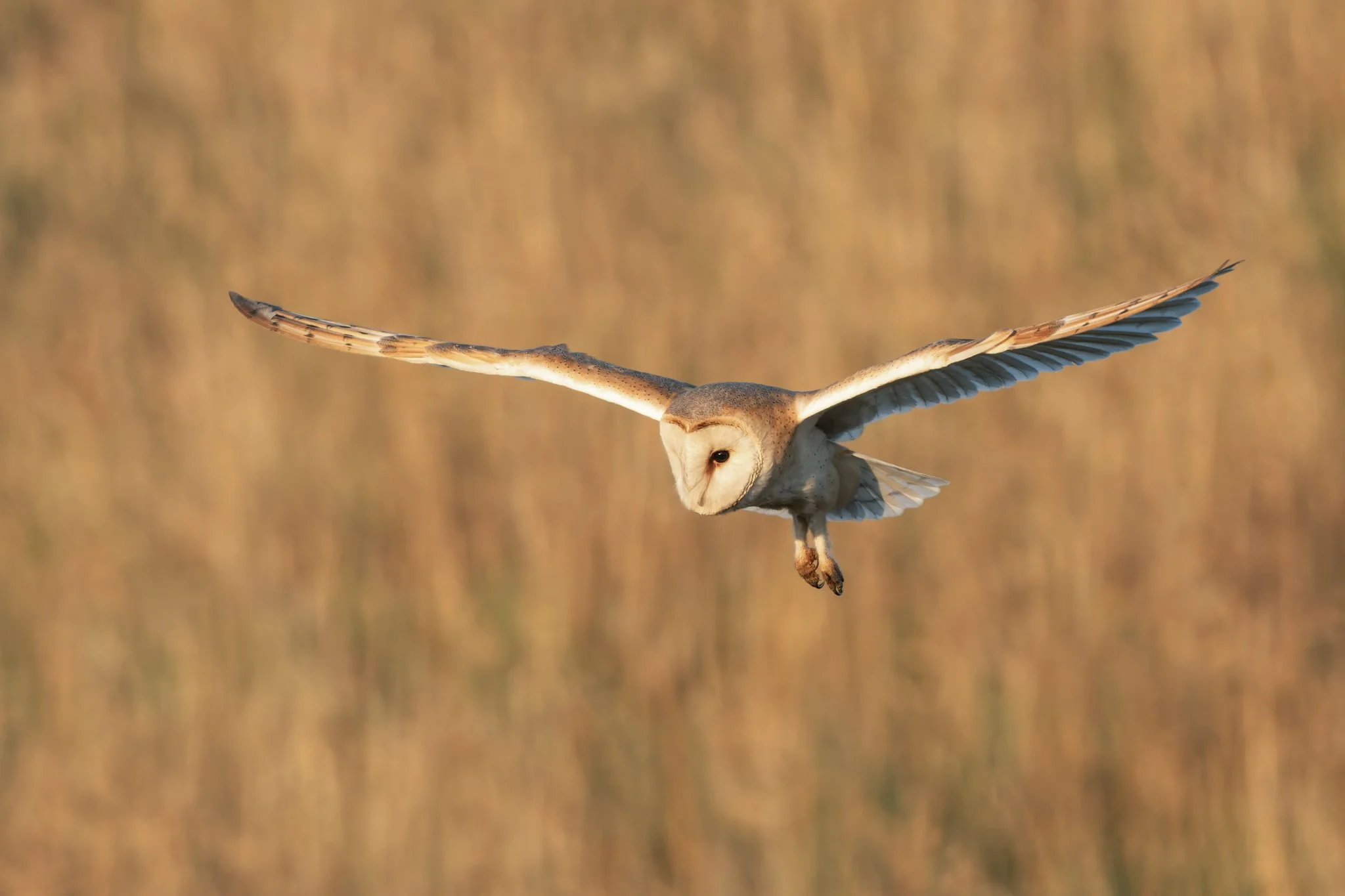 Nature-Barn-Owl-7.jpg