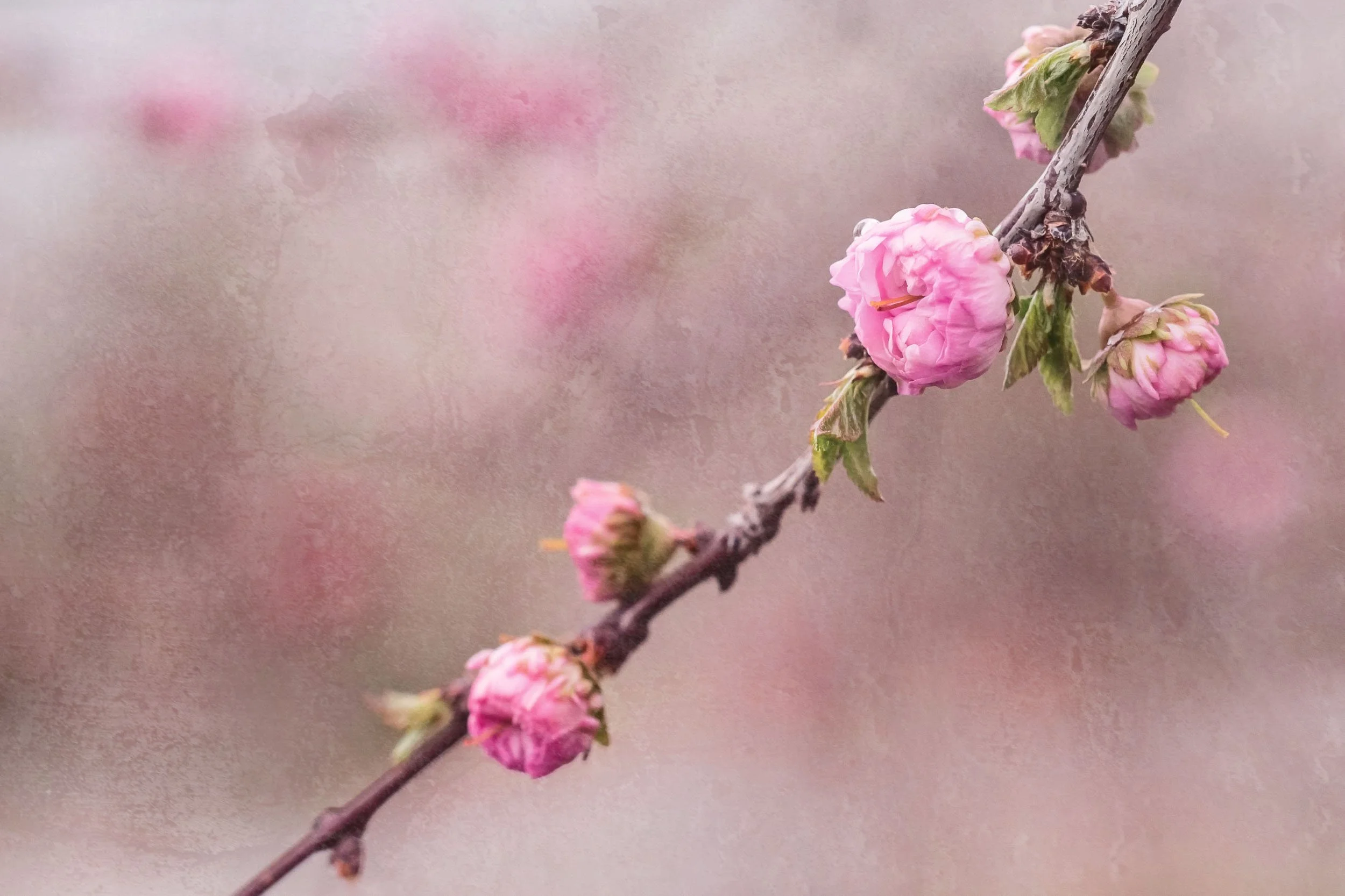 A simple pink crabapple branch stands out from a background of other flowers with texture